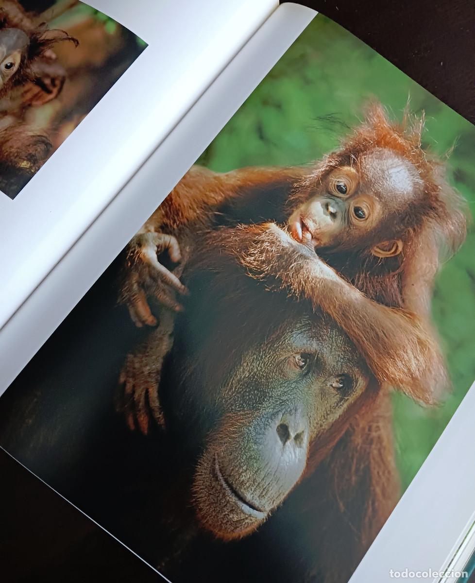 Libros: Dedicado a los primates. Steve Bloom. - Foto 8
