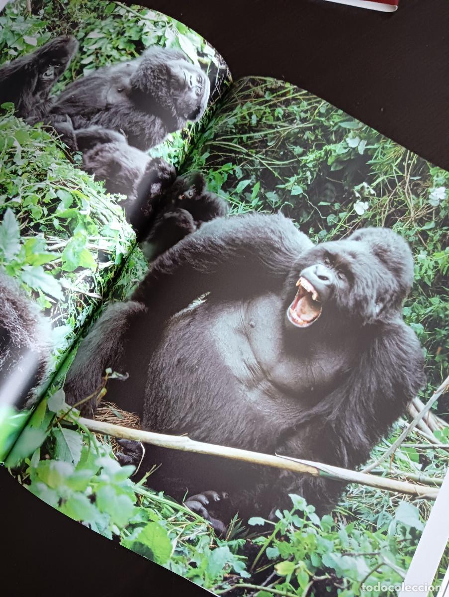 Libros: Dedicado a los primates. Steve Bloom. - Foto 9