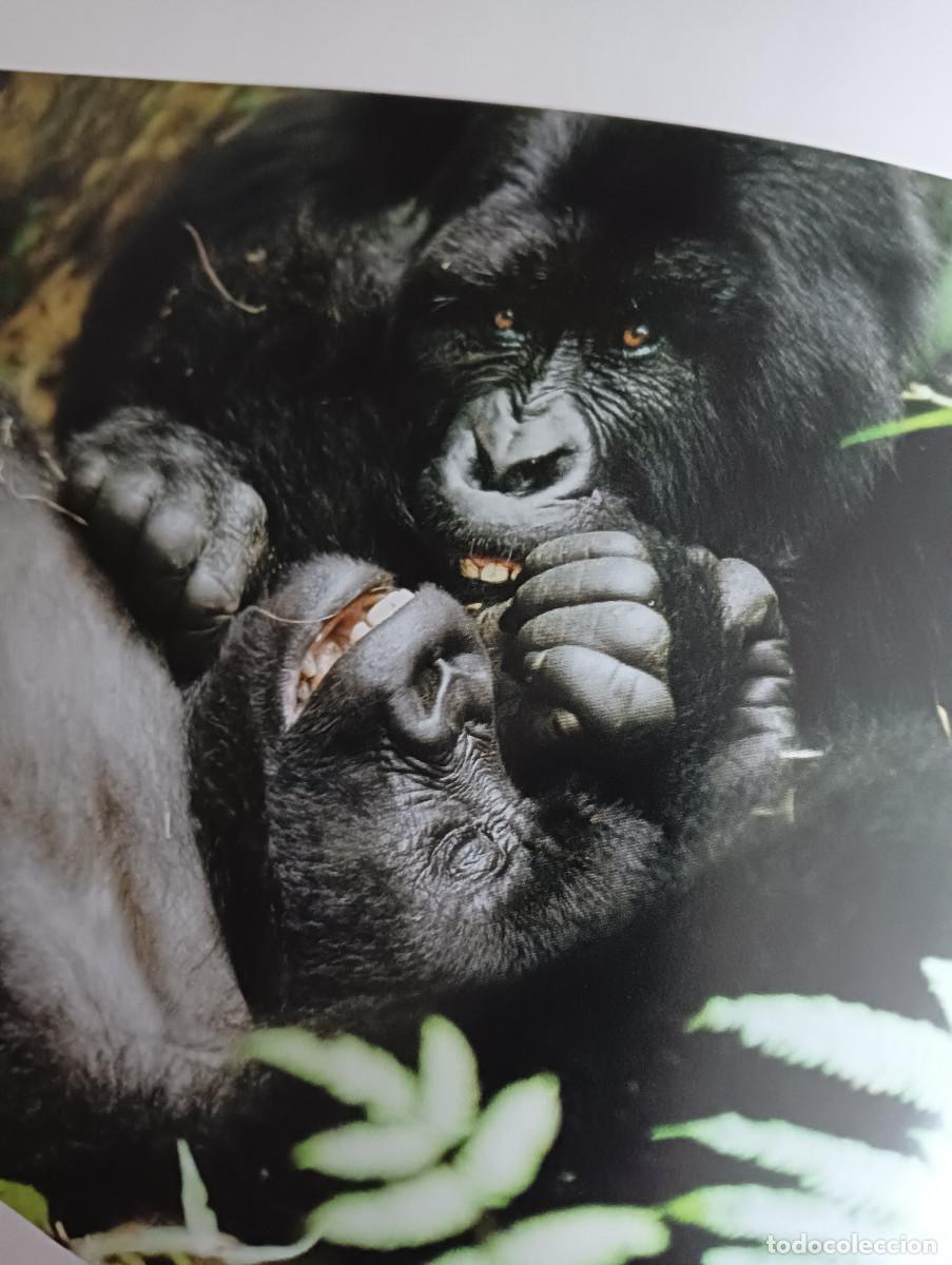 Libros: Dedicado a los primates. Steve Bloom. - Foto 10