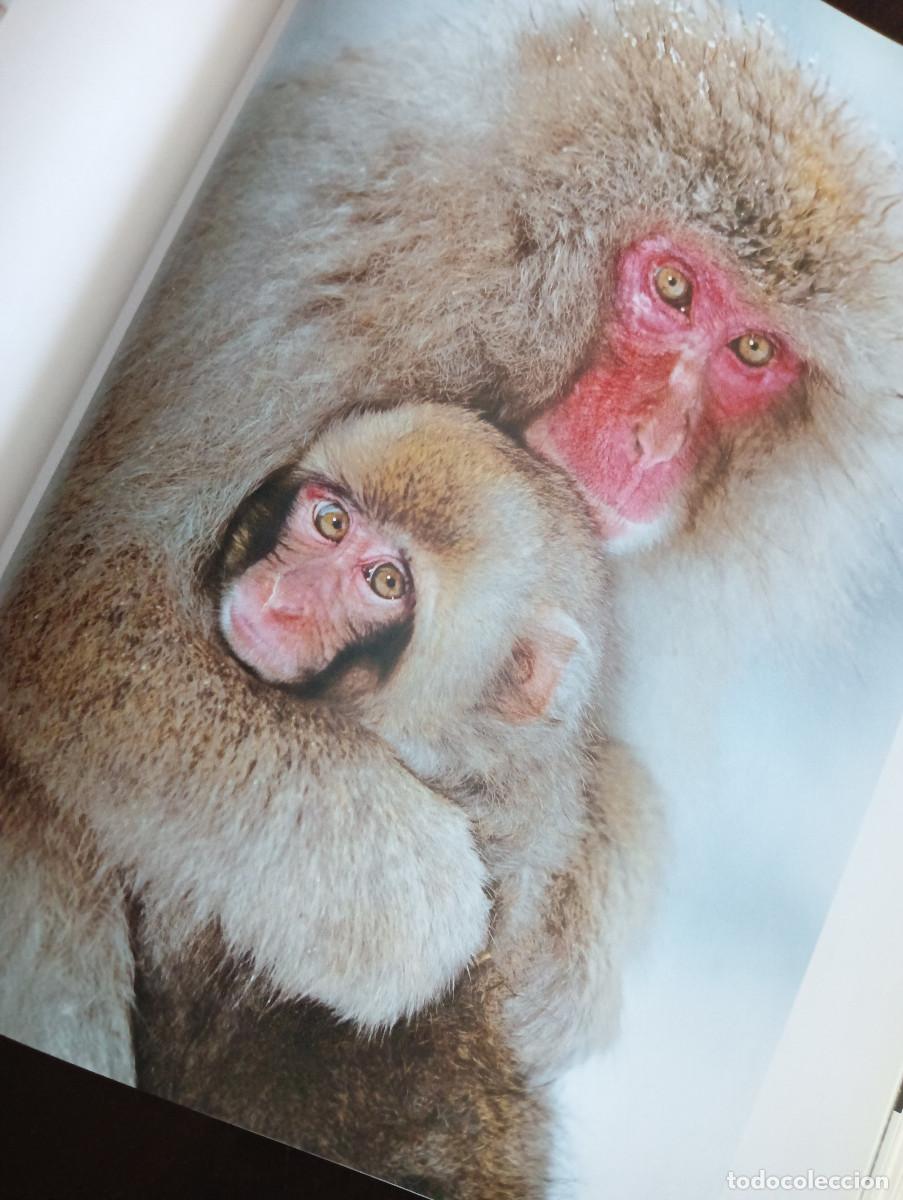 Libros: Dedicado a los primates. Steve Bloom. - Foto 11