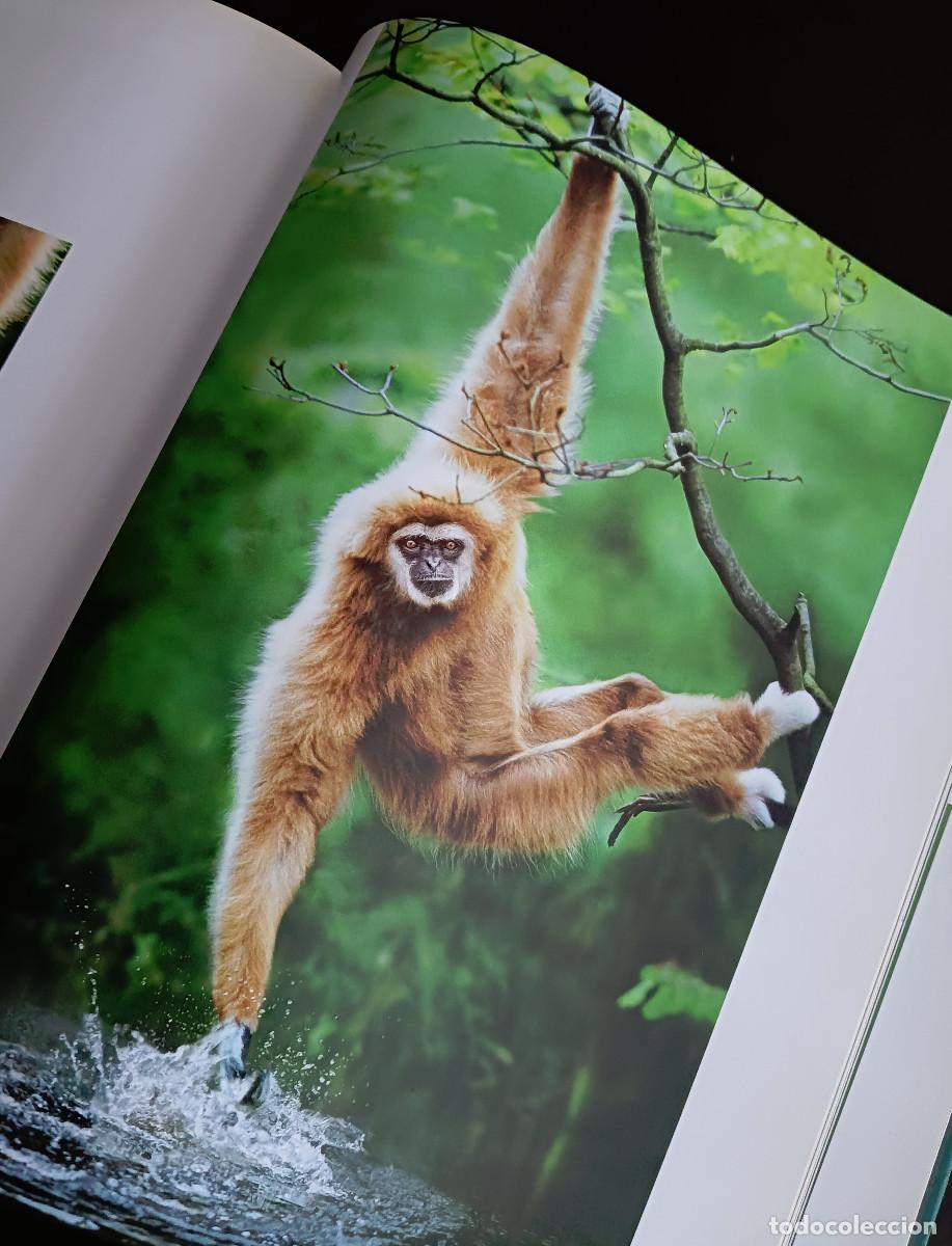 Libros: Dedicado a los primates. Steve Bloom. - Foto 12