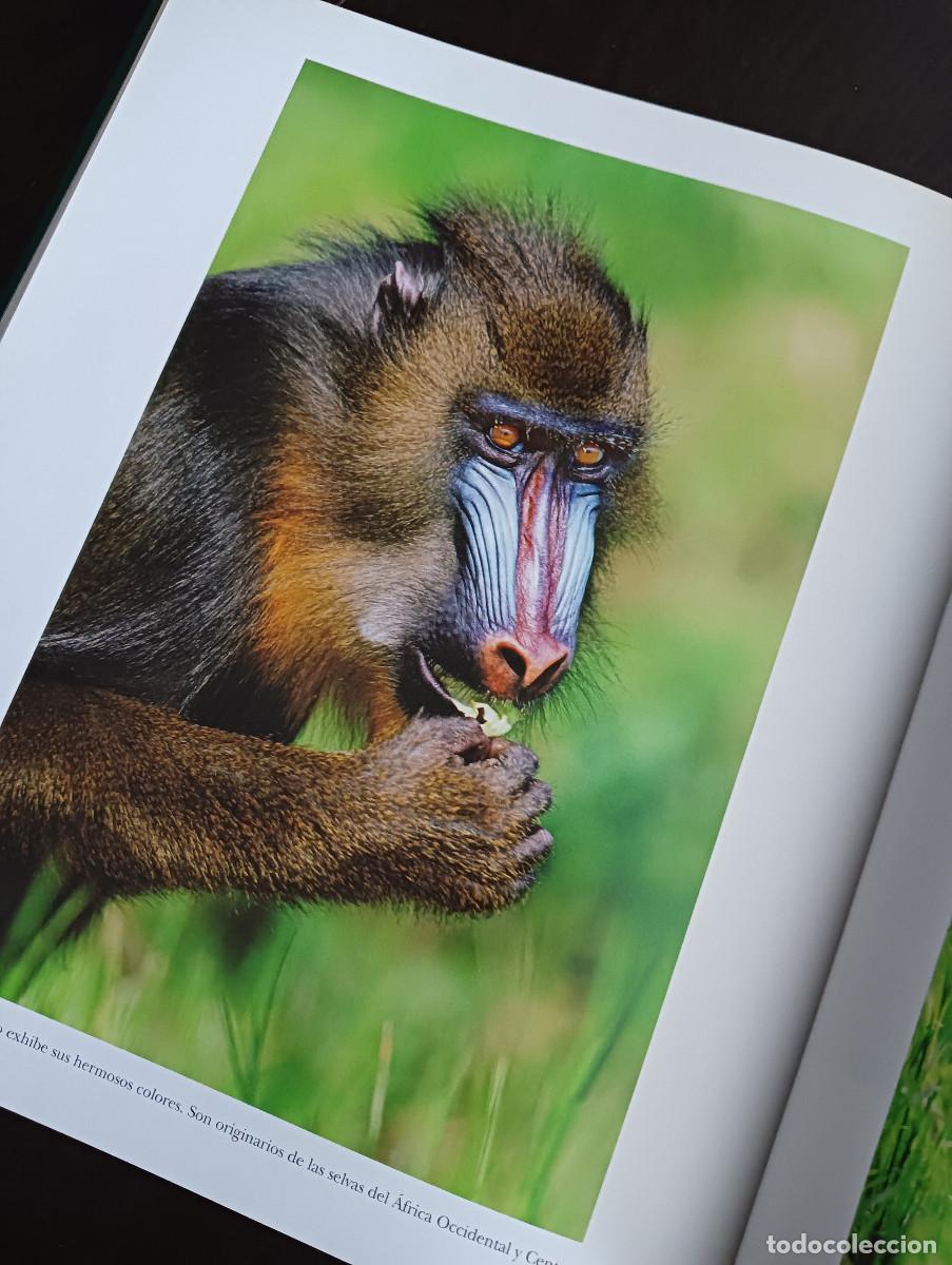 Libros: Dedicado a los primates. Steve Bloom. - Foto 13