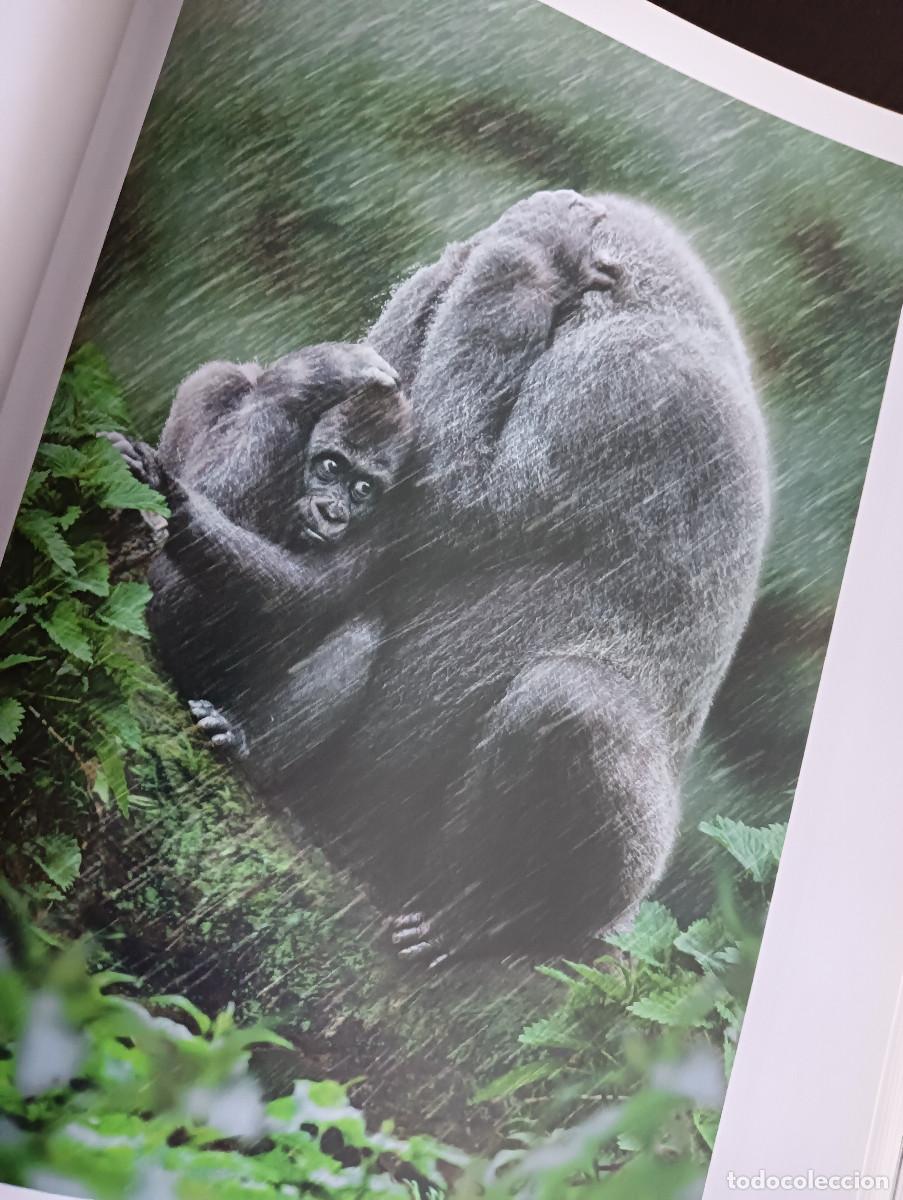 Libros: Dedicado a los primates. Steve Bloom. - Foto 14