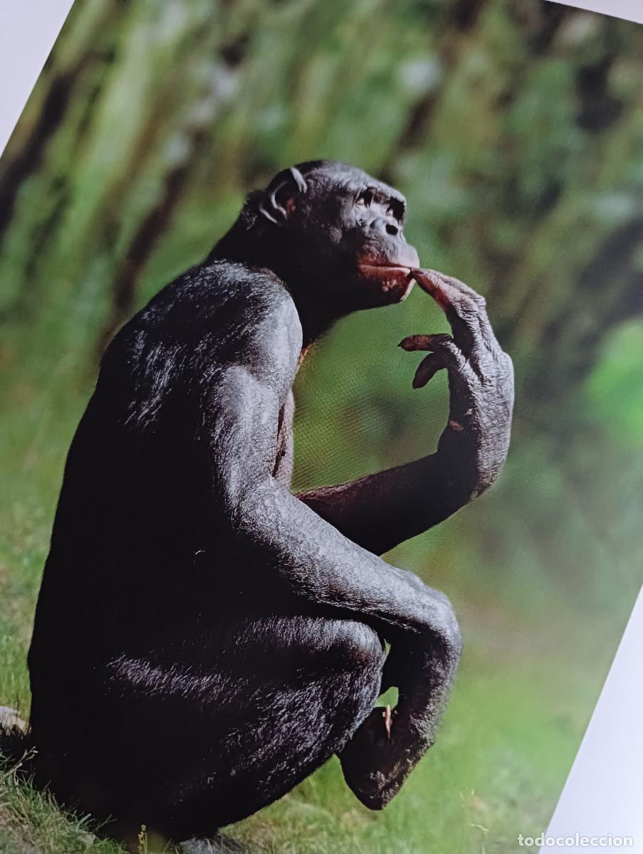 Libros: Dedicado a los primates. Steve Bloom. - Foto 15