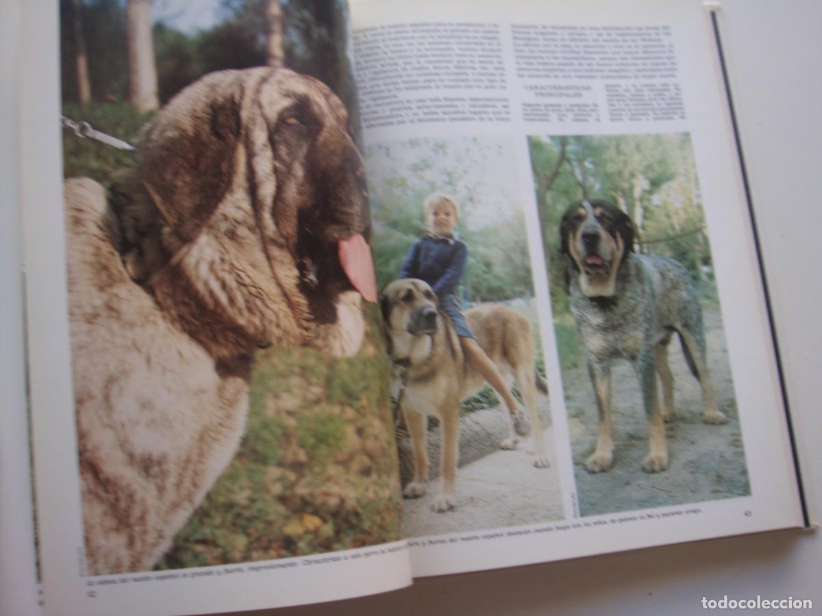 Libros: LOS PERROS DEL MUNDO EDICIONES URBION - Foto 4