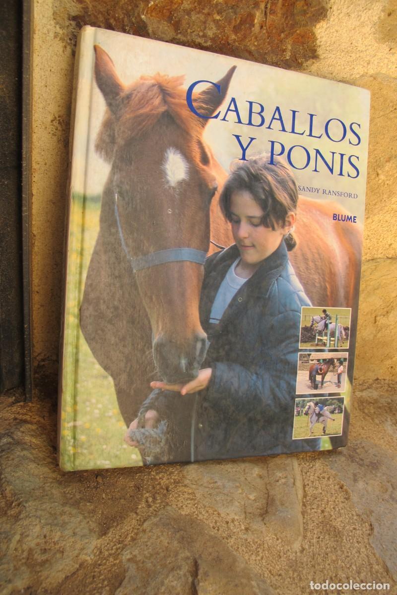 Libros: CABALLOS Y PONIS. SANDY RANSFORD - Foto 1