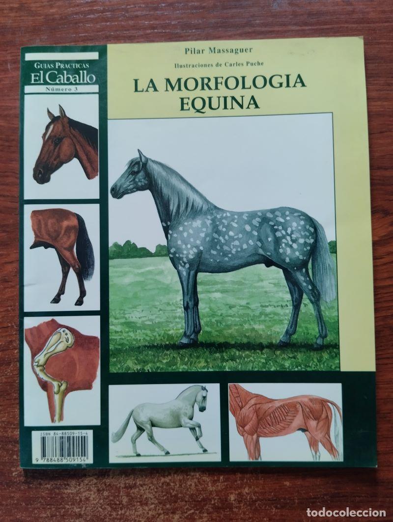 Libros: La morfolog&iacute;a equina - Pilar Massaguer - Foto 1