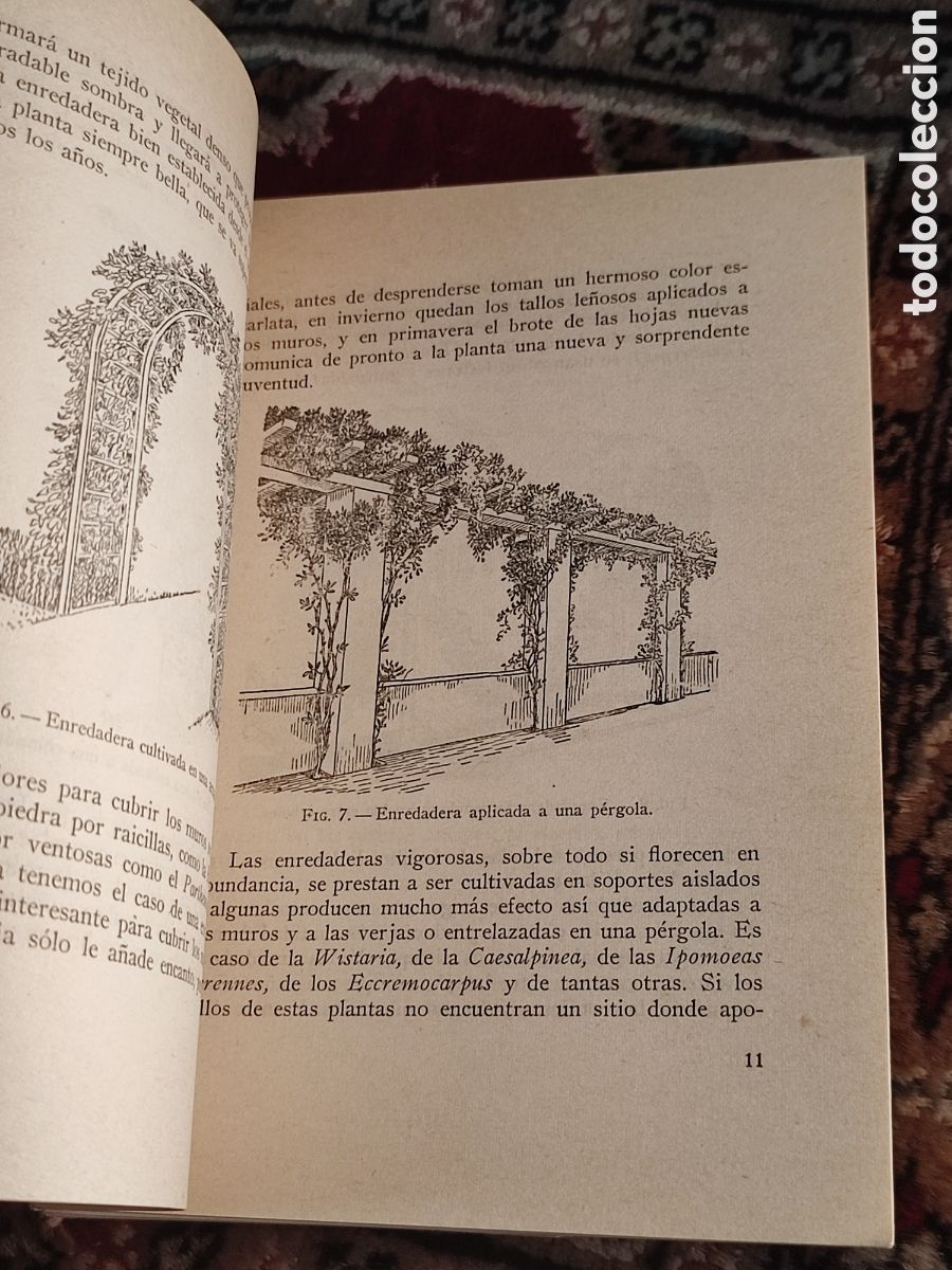 Libros: Las enredaderas en los jardines Noel Claras&oacute; - Foto 3