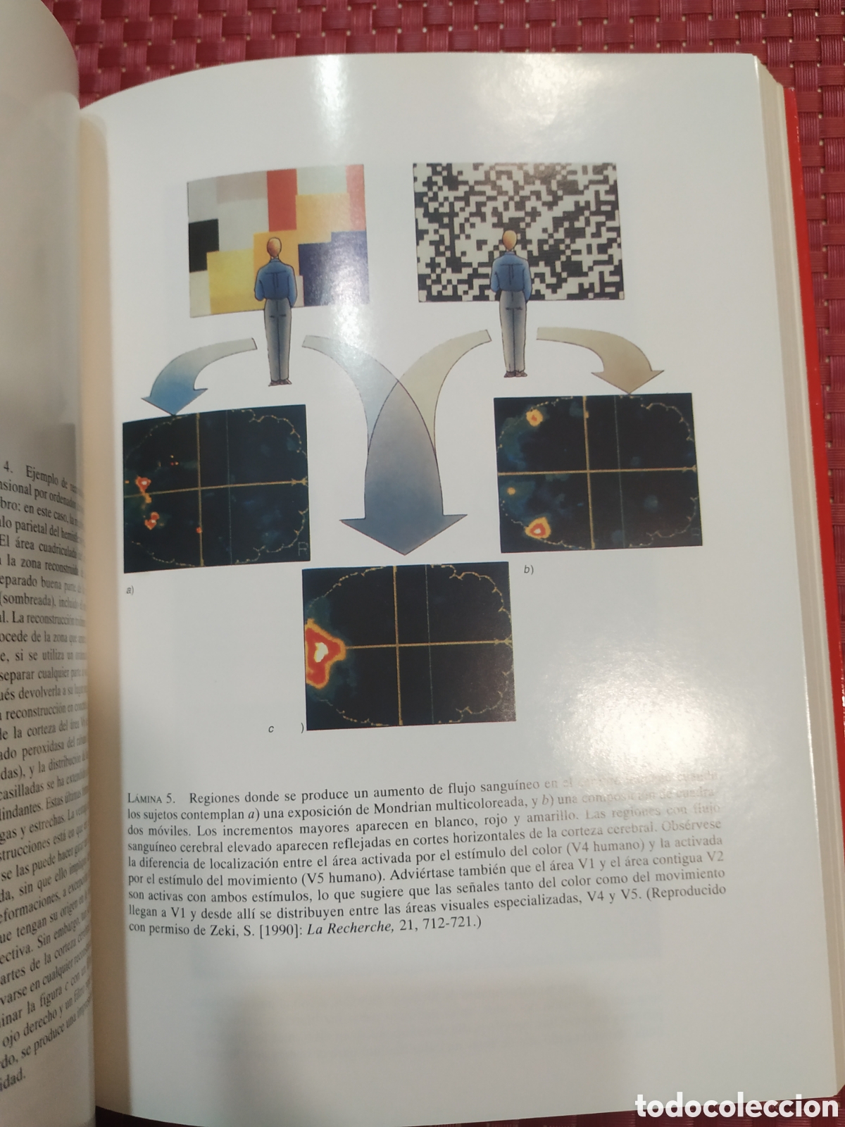 Libros: Una visi&oacute;n del cerebro. Semir Zeki - Foto 4