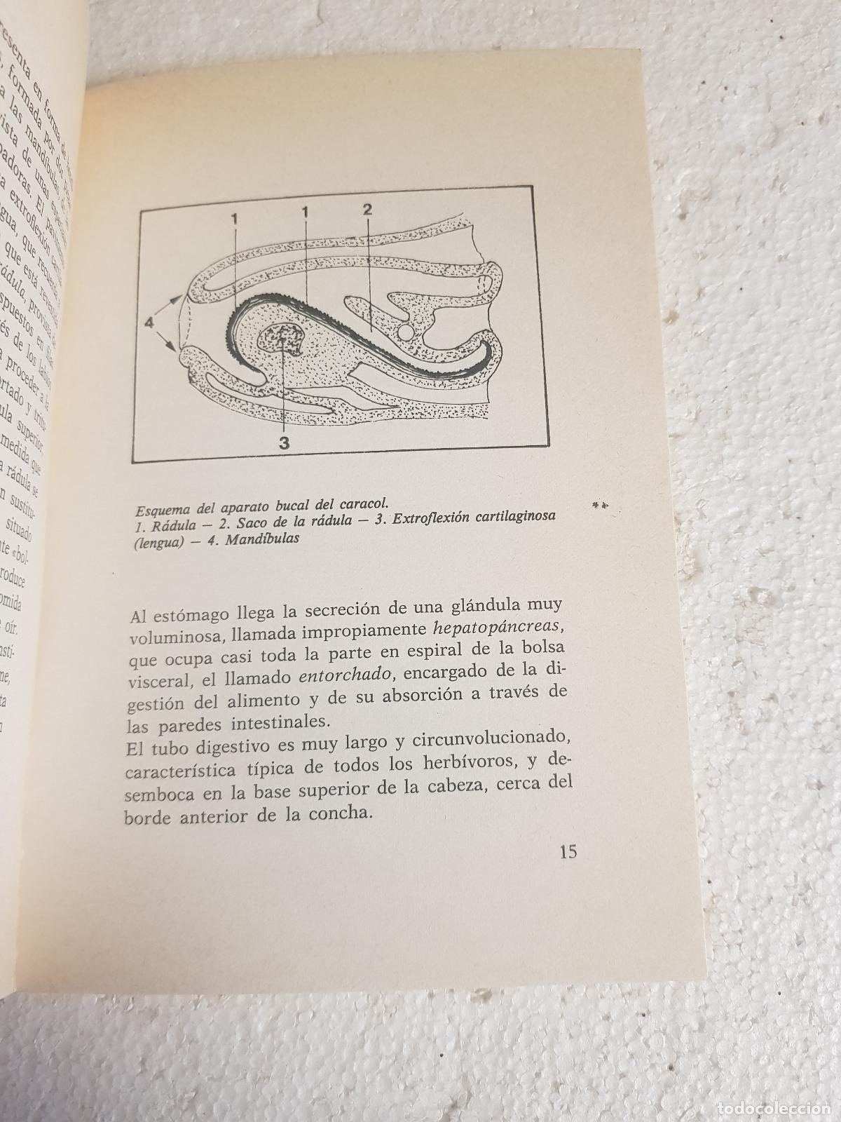 Libros: Cria rentable del caracol - Fausta mainardi fazio - Foto 2
