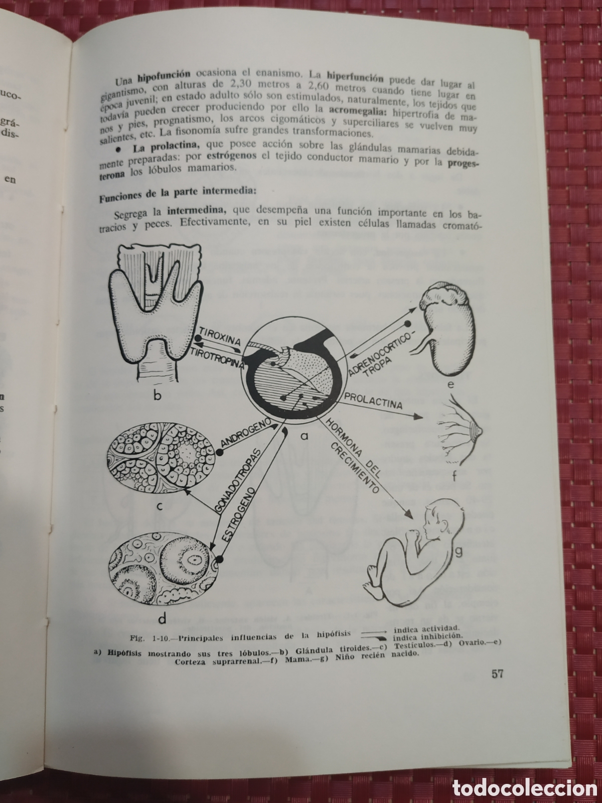 Libros: Biolog&iacute;a. Curso de orientaci&oacute;n universitaria - Foto 3
