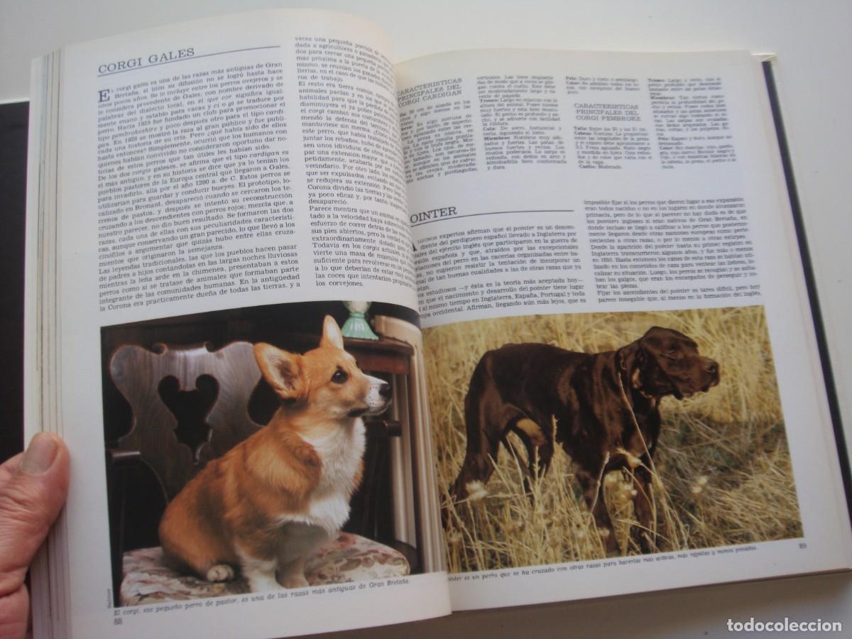Libros: LOS PERROS DEL MUNDO EDICIONES URBION - Foto 3