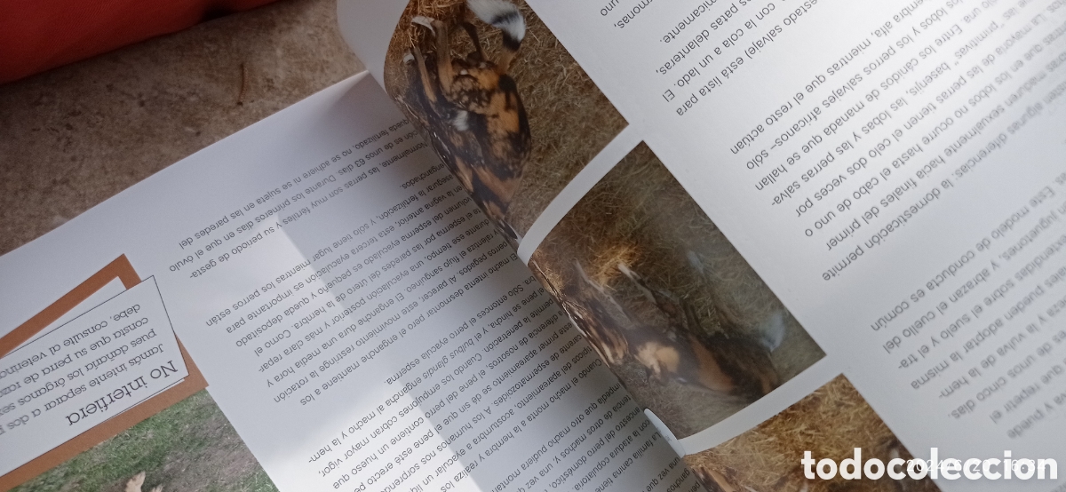 Libros: 100 maneras de entender a su perro , Roger tabor - Foto 6