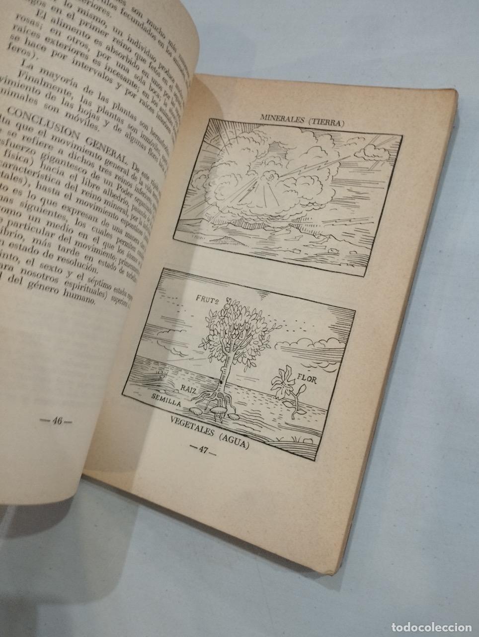 Libros: Paracelso - Bot&aacute;nica oculta. Las plantas m&aacute;gicas - Foto 2