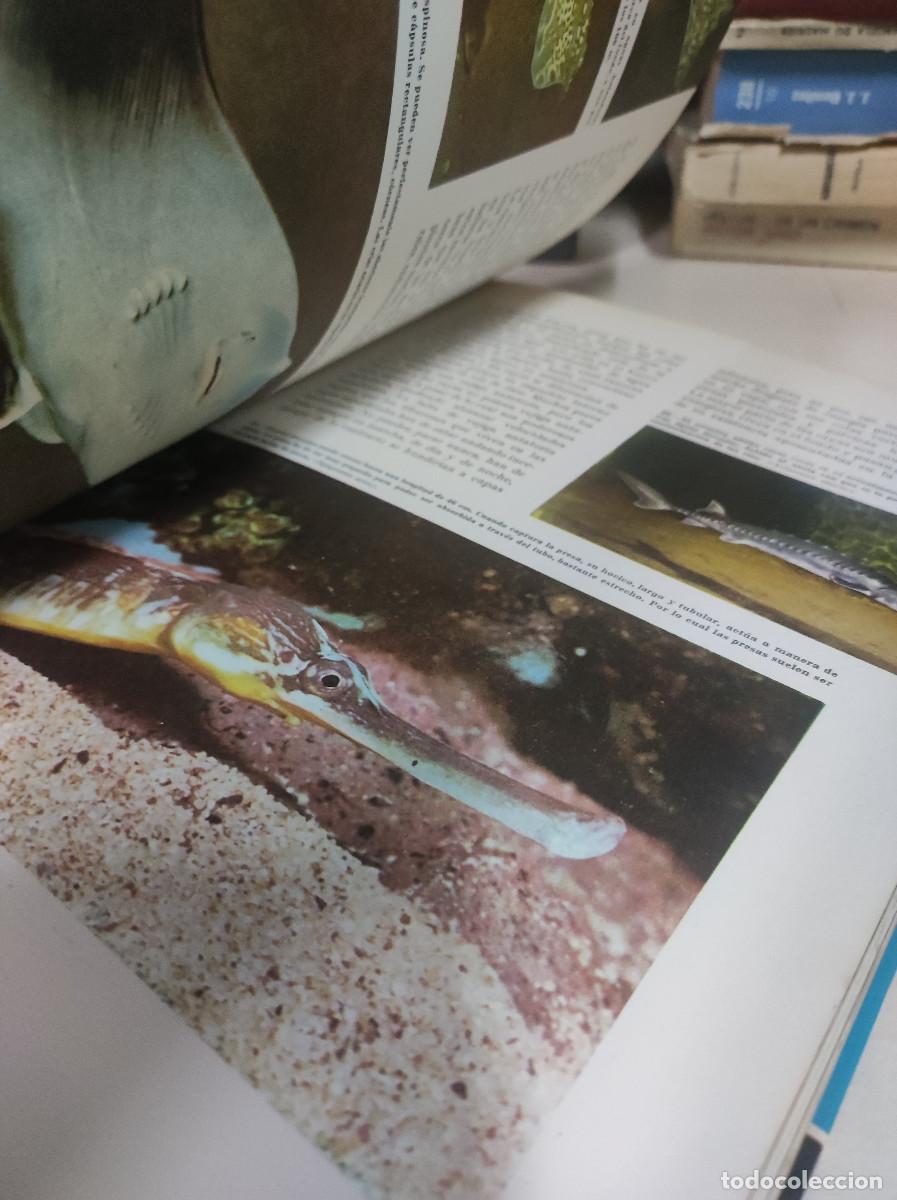 Libros: MARAVILLAS DEL MAR WALT DISNEY - Foto 2