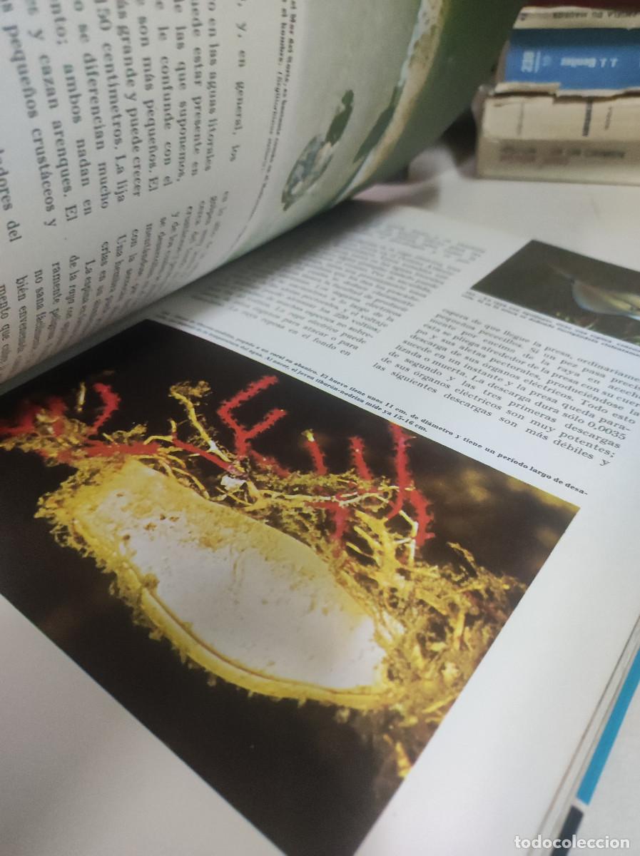 Libros: MARAVILLAS DEL MAR WALT DISNEY - Foto 3