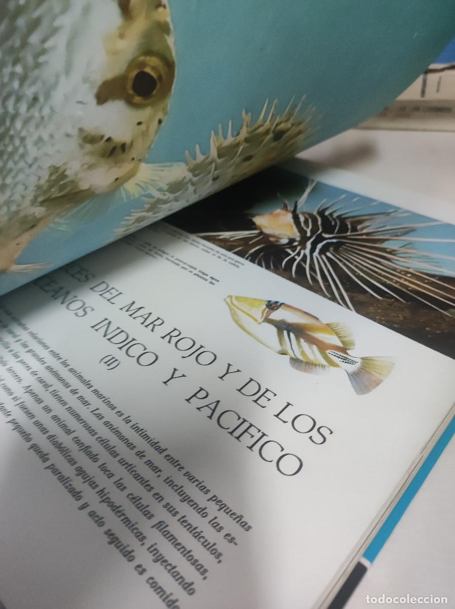 Libros: MARAVILLAS DEL MAR WALT DISNEY - Foto 5