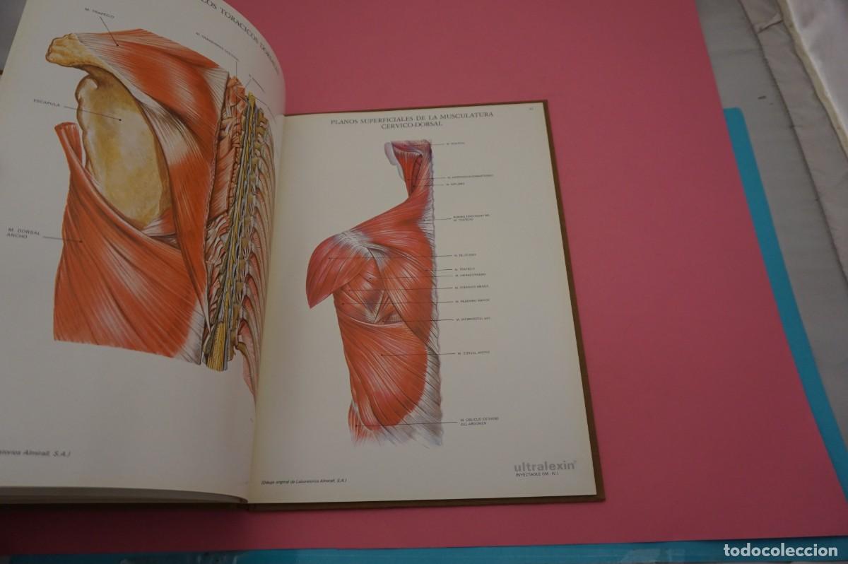 Libros: 24G/ LAMINAS DE ANATOMIA - LABORATORIOS ALMIRALL - Foto 3