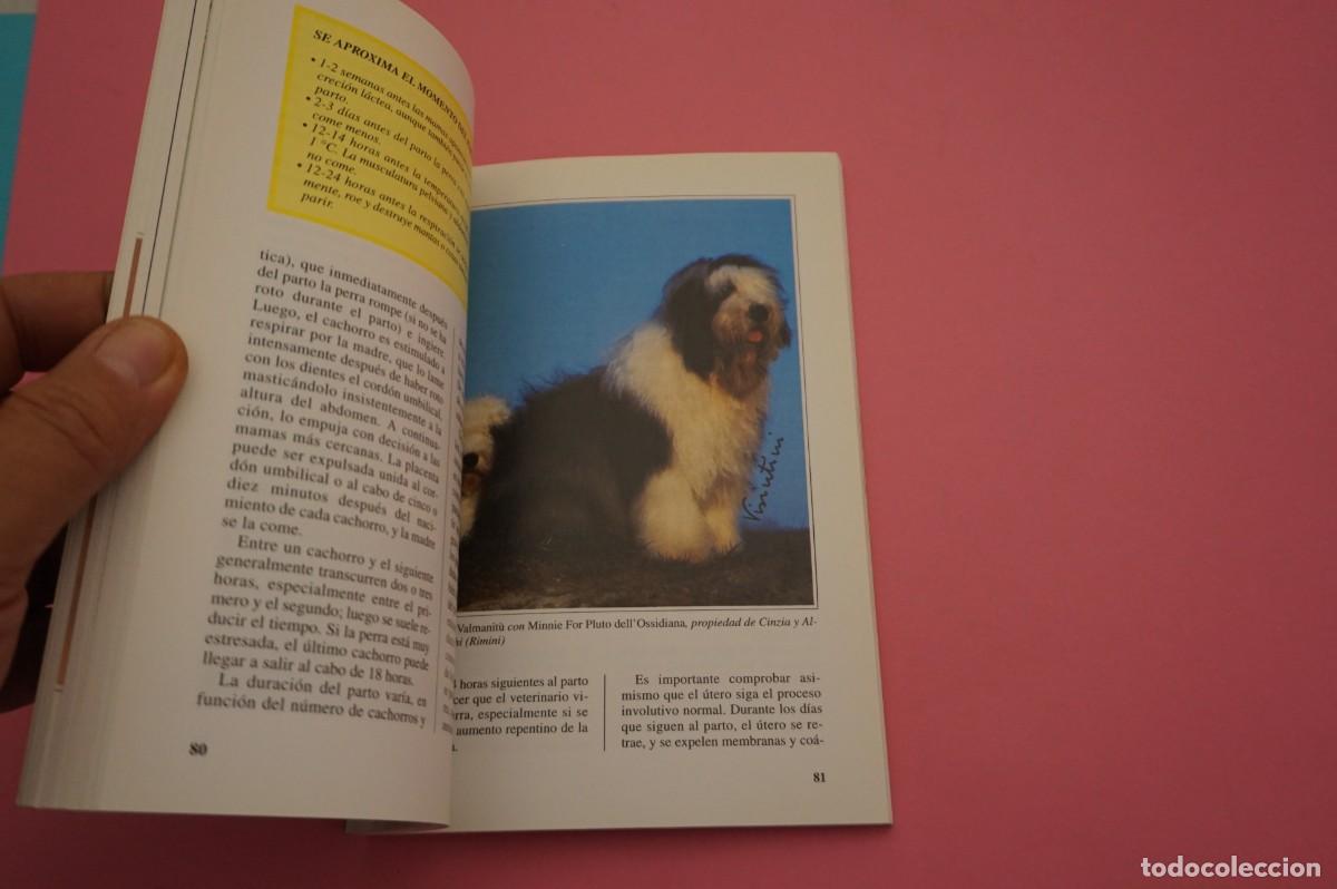 Libros: AR12C/ EL BOBTAIL - PERROS DE RAZA - N. MILLE / EDITORIAL DE VECCHI - Foto 3