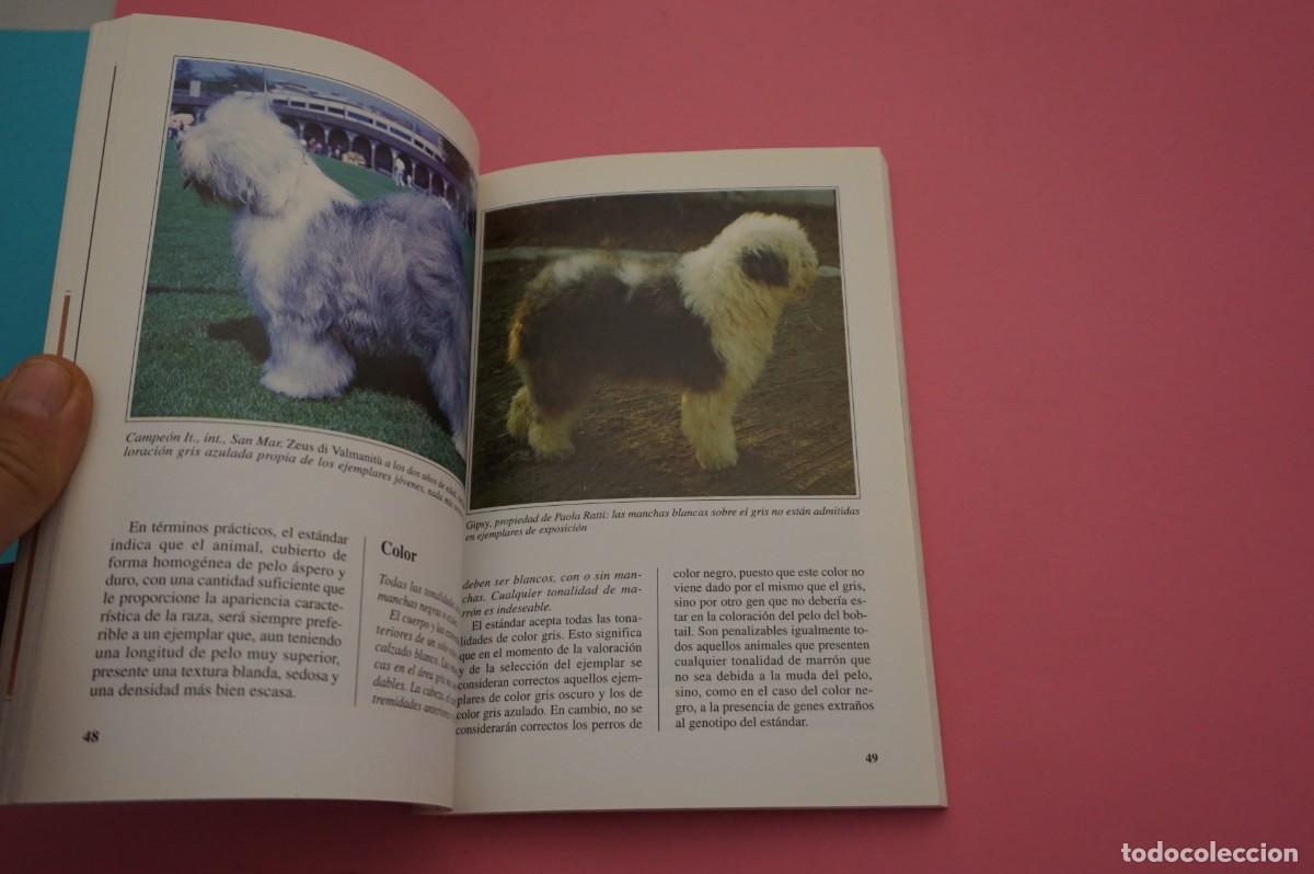 Libros: AR12C/ EL BOBTAIL - PERROS DE RAZA - N. MILLE / EDITORIAL DE VECCHI - Foto 4