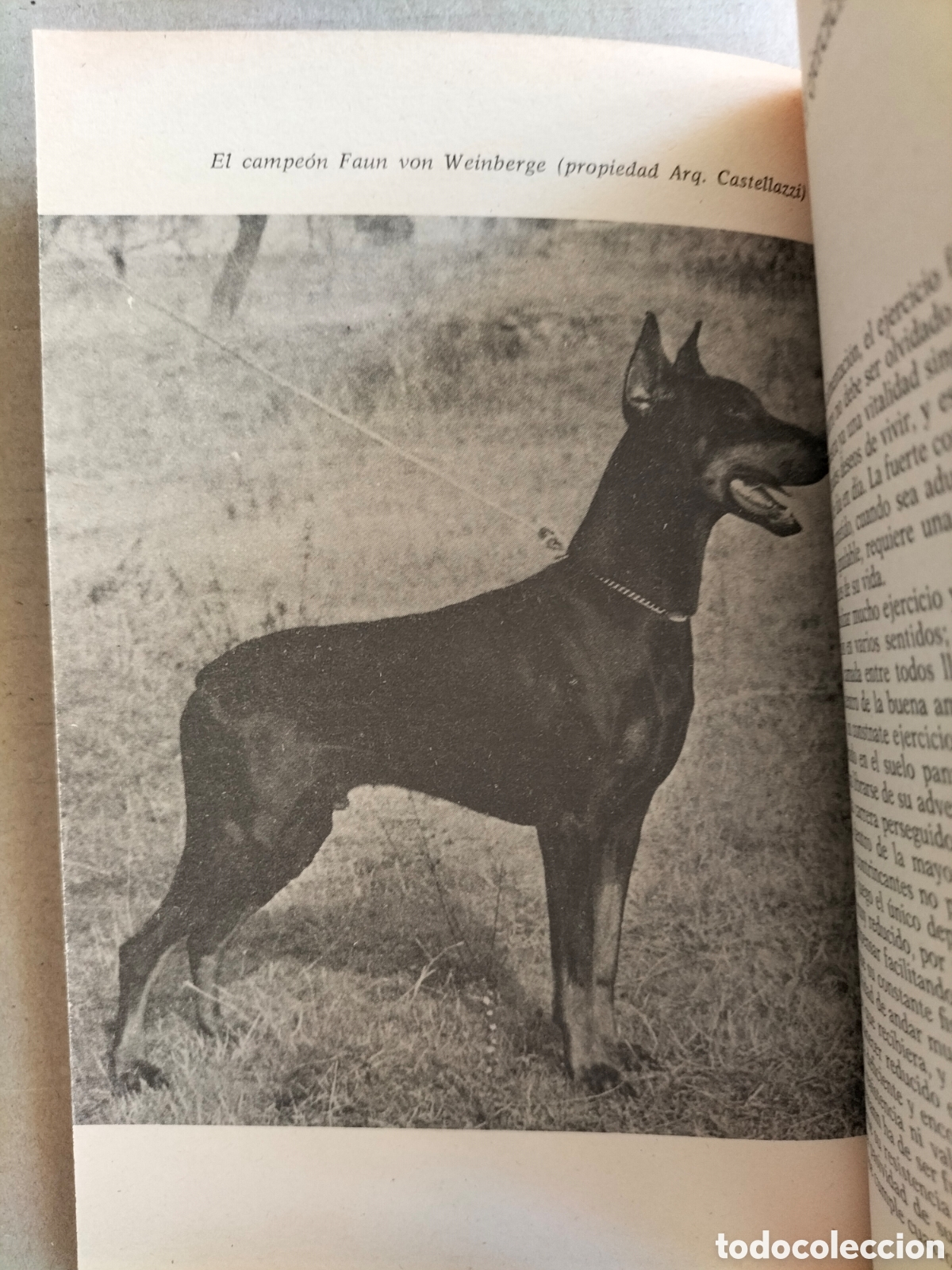 Libros: El dobermann. Alfonso Pacheco. Editorial De Vecchi, 1978. Libro - Foto 5