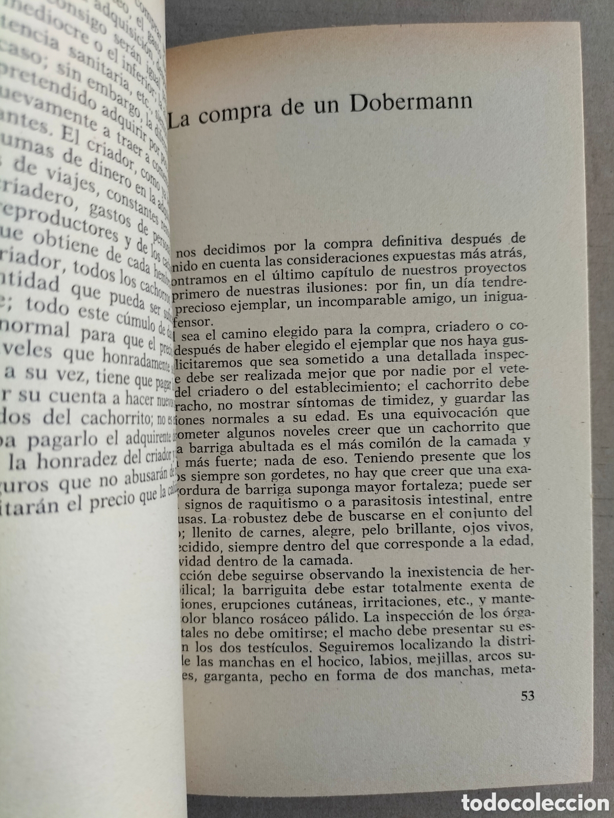 Libros: El dobermann. Alfonso Pacheco. Editorial De Vecchi, 1978. Libro - Foto 4