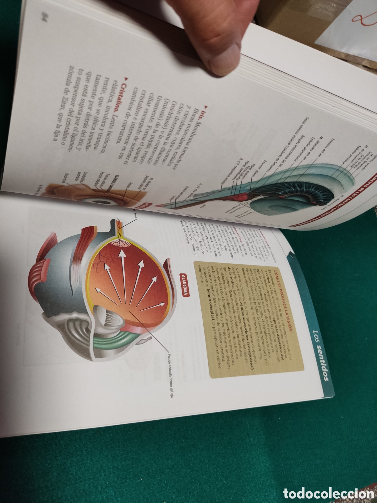 Libros: Libro El cuerpo humano - Foto 3