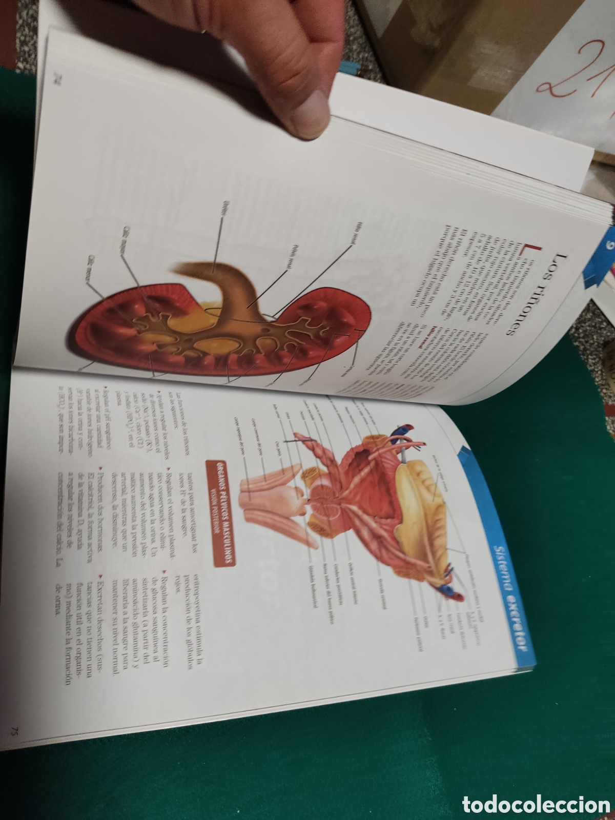 Libros: Libro El cuerpo humano - Foto 4