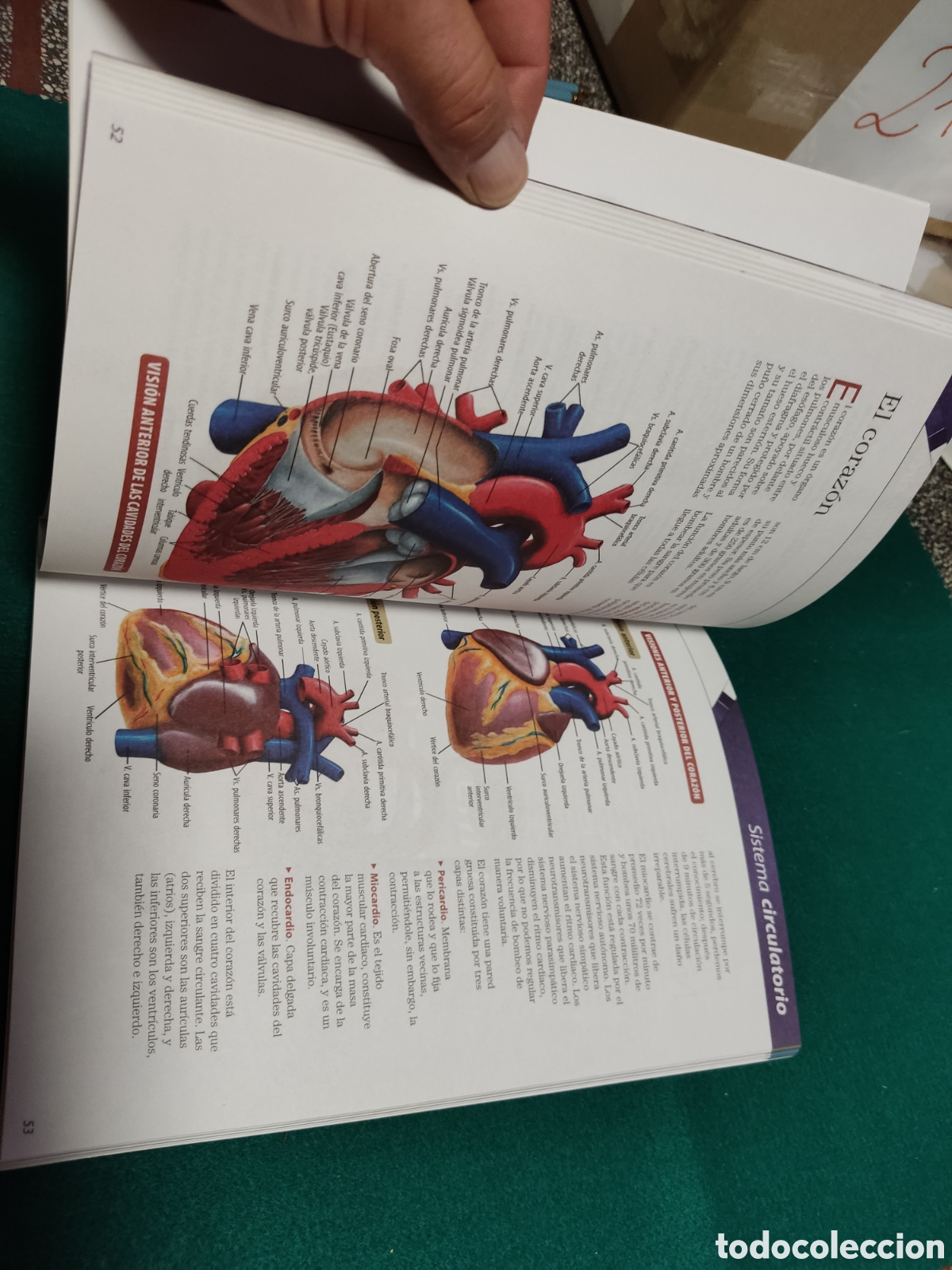 Libros: Libro El cuerpo humano - Foto 5