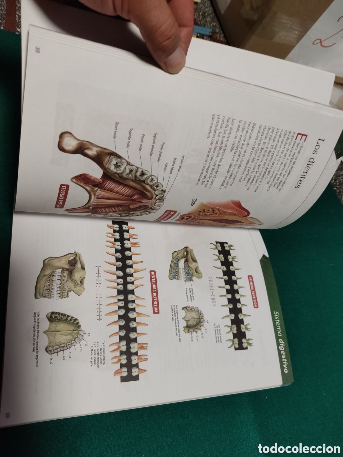 Libros: Libro El cuerpo humano - Foto 6