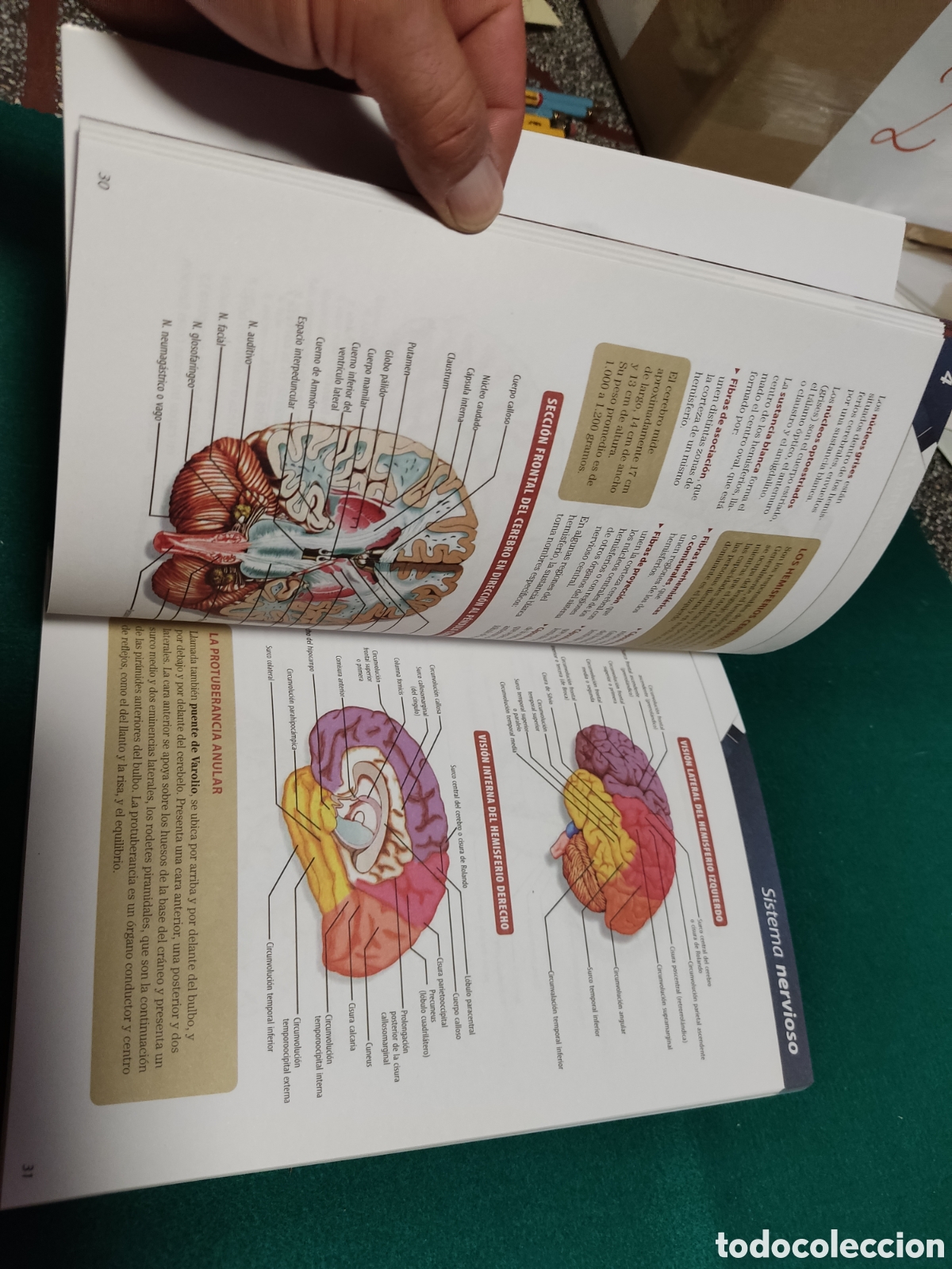 Libros: Libro El cuerpo humano - Foto 7