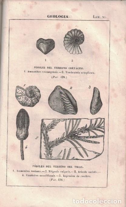 Libros: ELEMENTOS DE HISTORIA NATURAL. - Ramos. M., - Foto 2