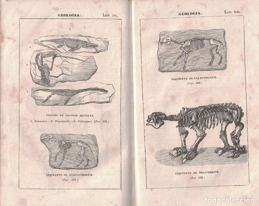 Libros: ELEMENTOS DE HISTORIA NATURAL. - Ramos. M., - Foto 3