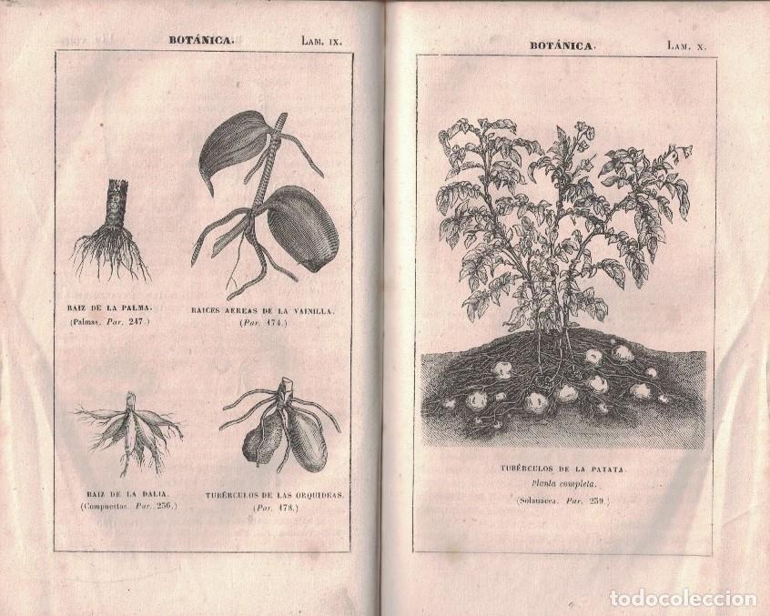 Libros: ELEMENTOS DE HISTORIA NATURAL. - Ramos. M., - Foto 4