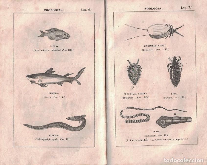 Libros: ELEMENTOS DE HISTORIA NATURAL. - Ramos. M., - Foto 5
