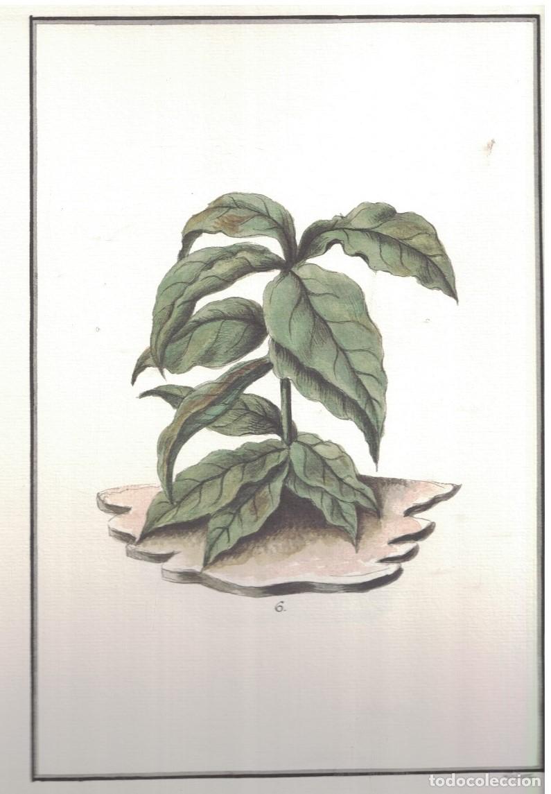 Libros: YNSTRUCCI&Oacute;N GENERAL DE EL CULTIBO DE TABACOS. - Rap&uacute;n. Nicol&aacute;s Josef, - Foto 3