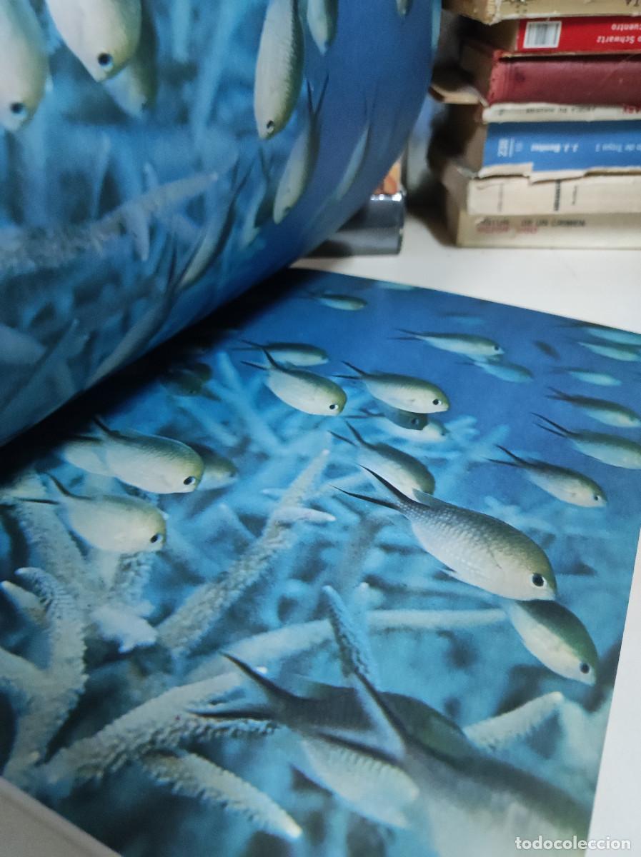 Libros: LOS OCEANOS. DAVID LAMBERT. EDITORIAL FONTALBA - Foto 2
