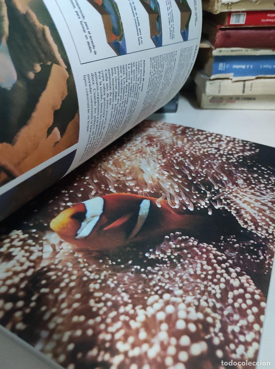 Libros: LOS OCEANOS. DAVID LAMBERT. EDITORIAL FONTALBA - Foto 4