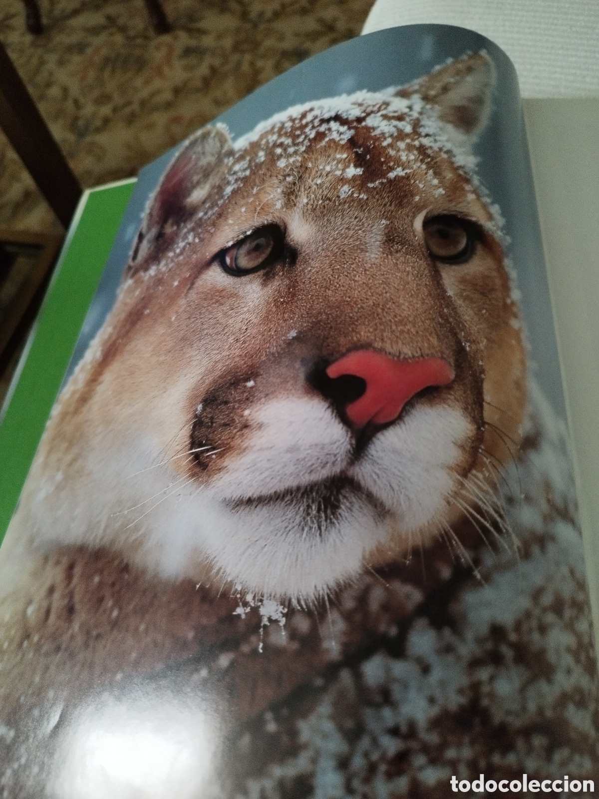 Libros: Libro Felinos Salvajes - Foto 4