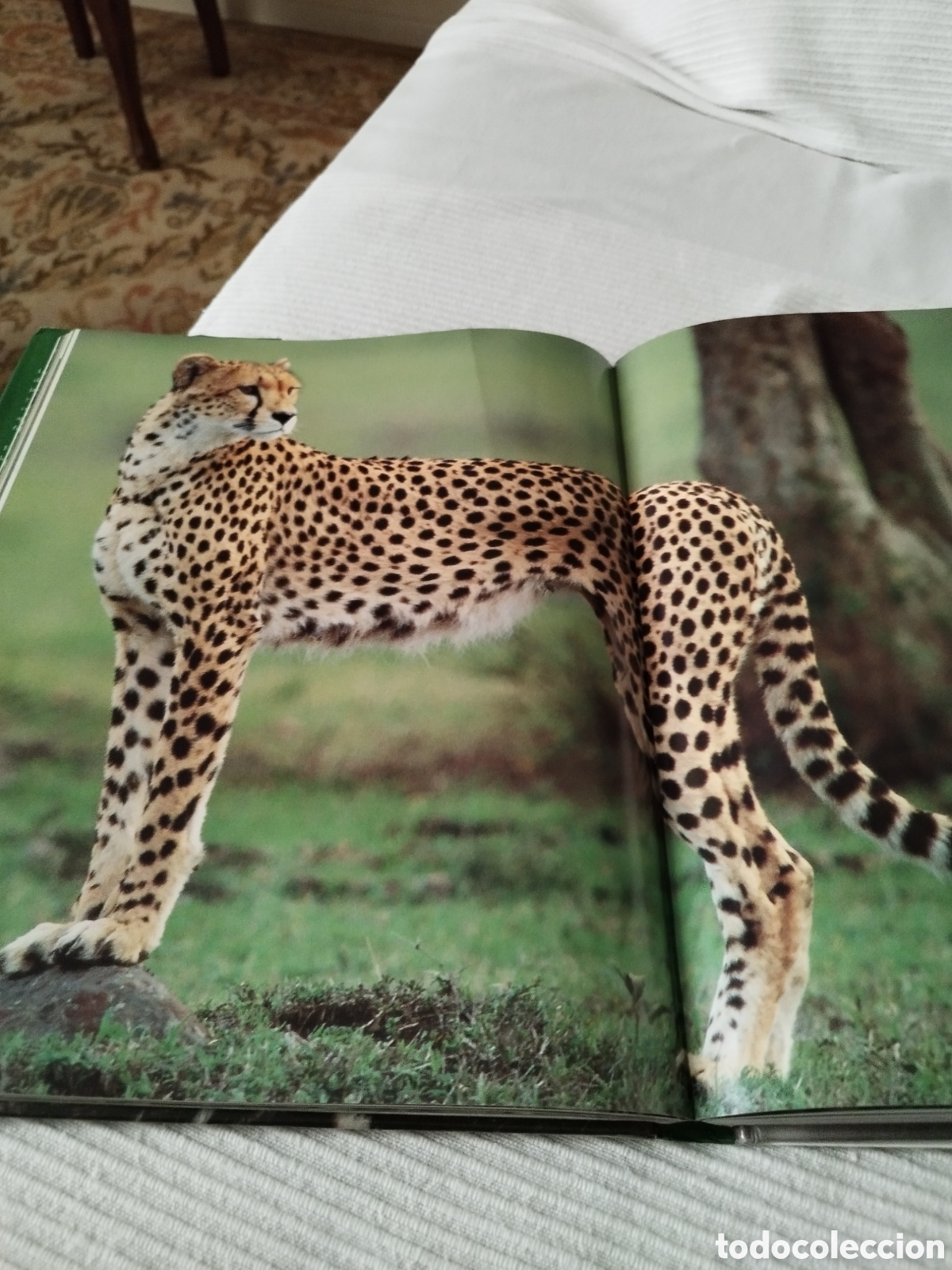 Libros: Libro Felinos Salvajes - Foto 5