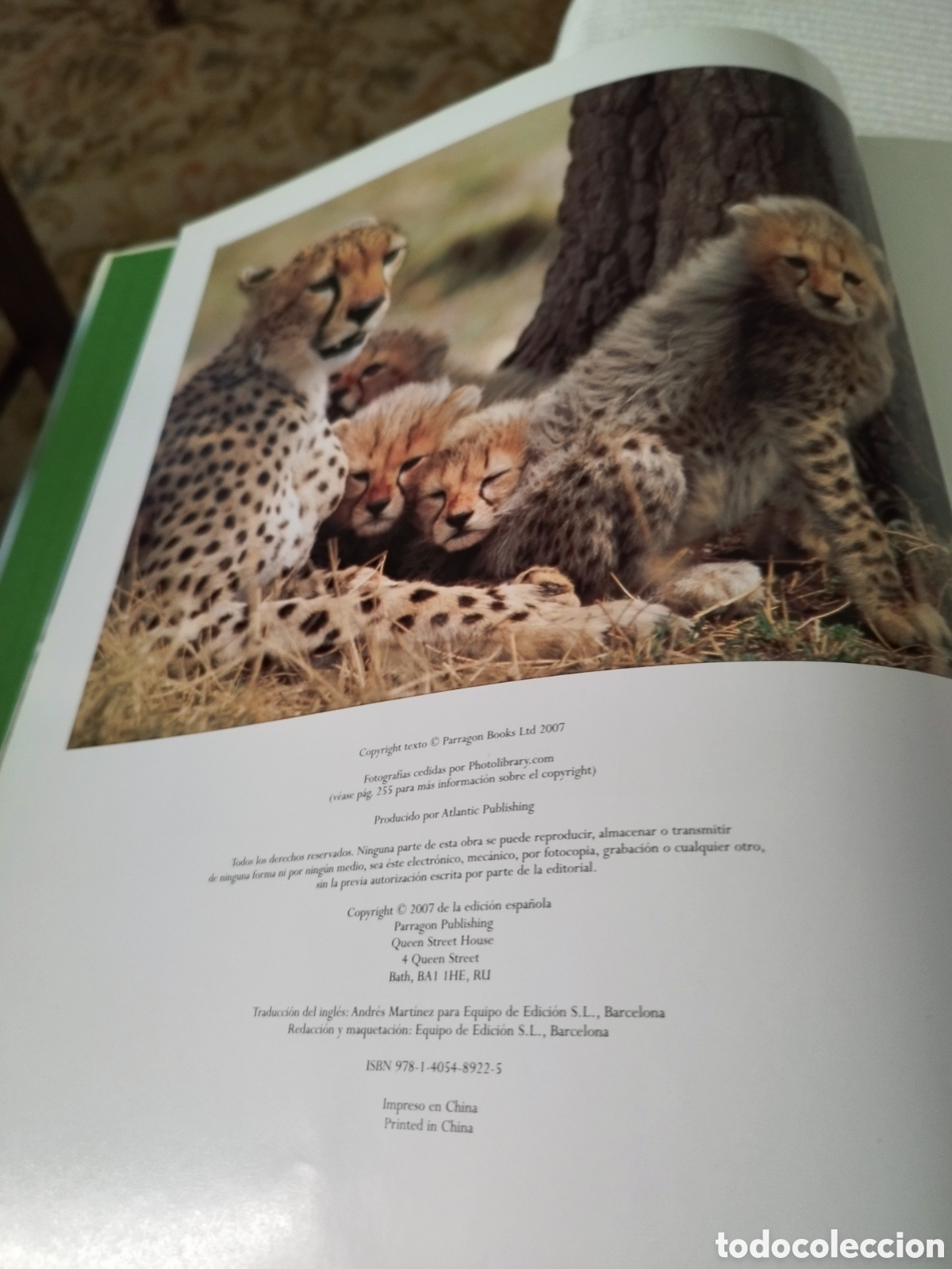 Libros: Libro Felinos Salvajes - Foto 6