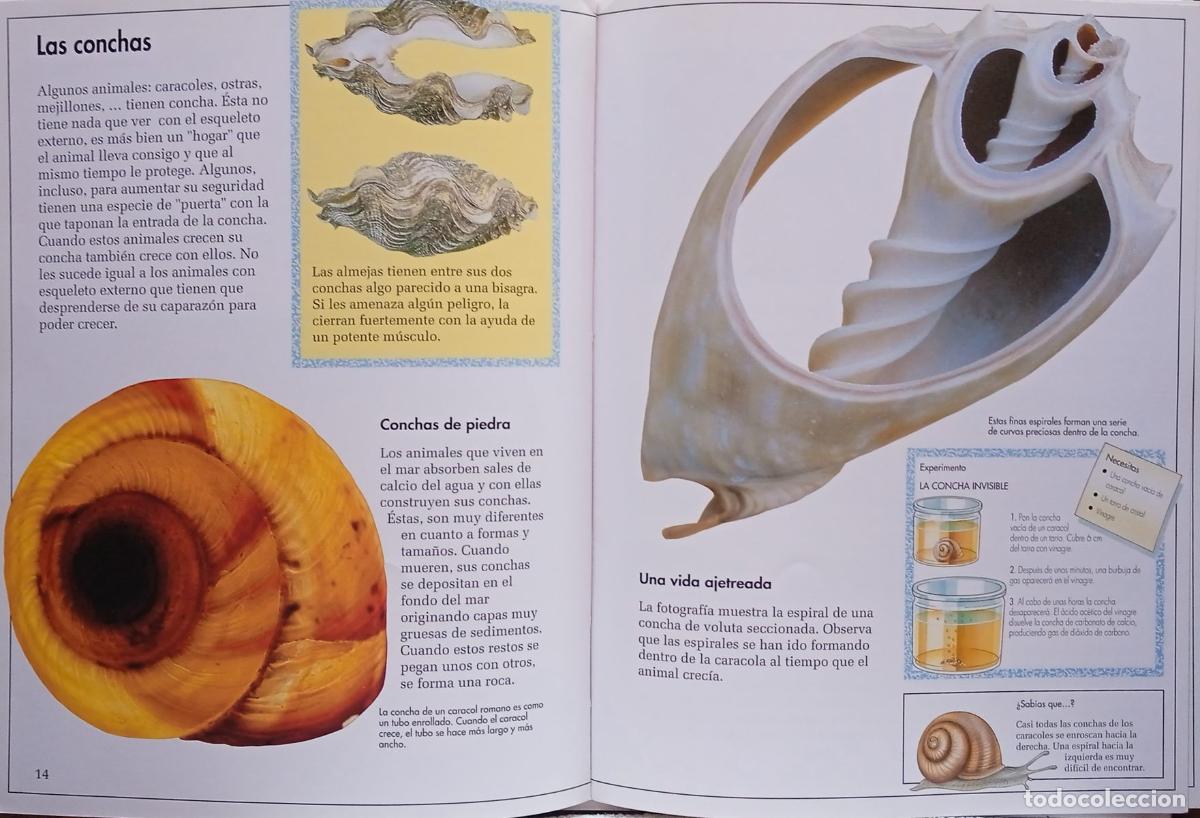 Libros: 2 libros. NATURALEZA EN ACCI&Oacute;N. LUZ. BRU&Ntilde;O 1992 - Foto 13