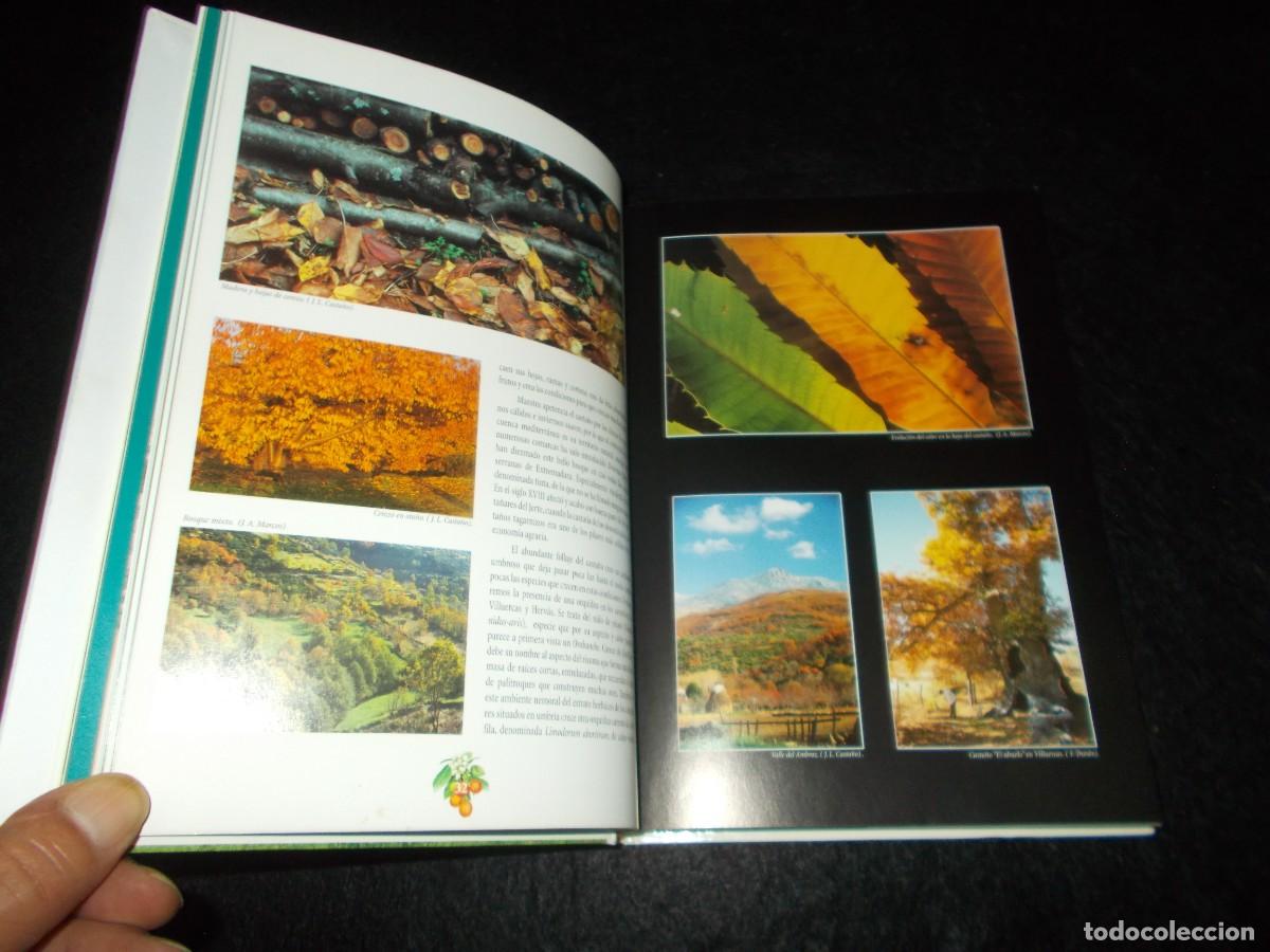 Libros: BOSQUES Y SETAS EN EXTREMADURA. 1999. Libro Micolog&iacute;a - Foto 2