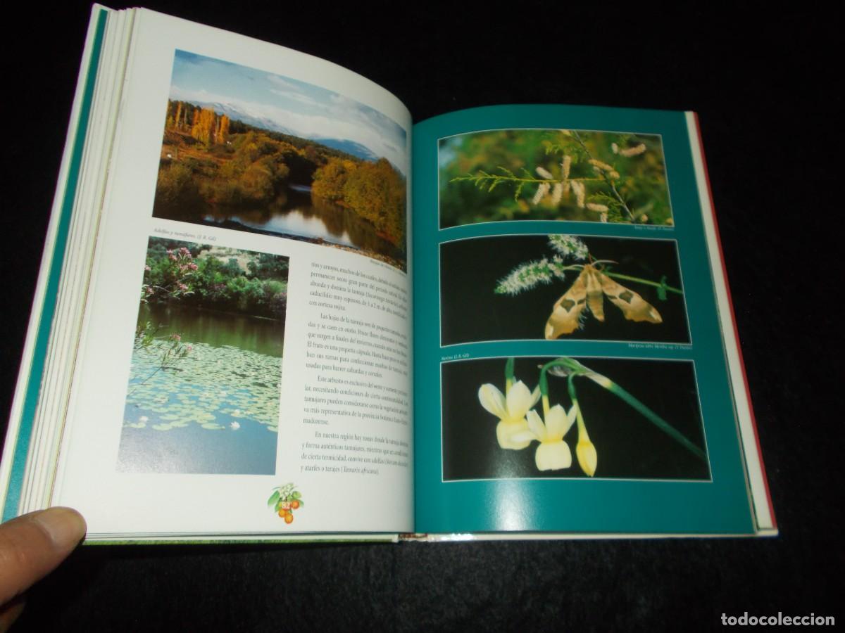 Libros: BOSQUES Y SETAS EN EXTREMADURA. 1999. Libro Micolog&iacute;a - Foto 3