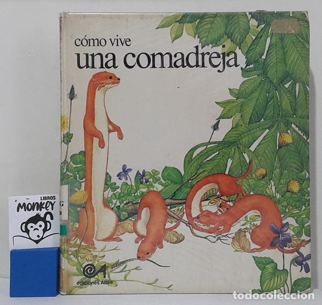 Libros: C&oacute;mo vive una comadreja - Martin Hogenweg - Foto 1