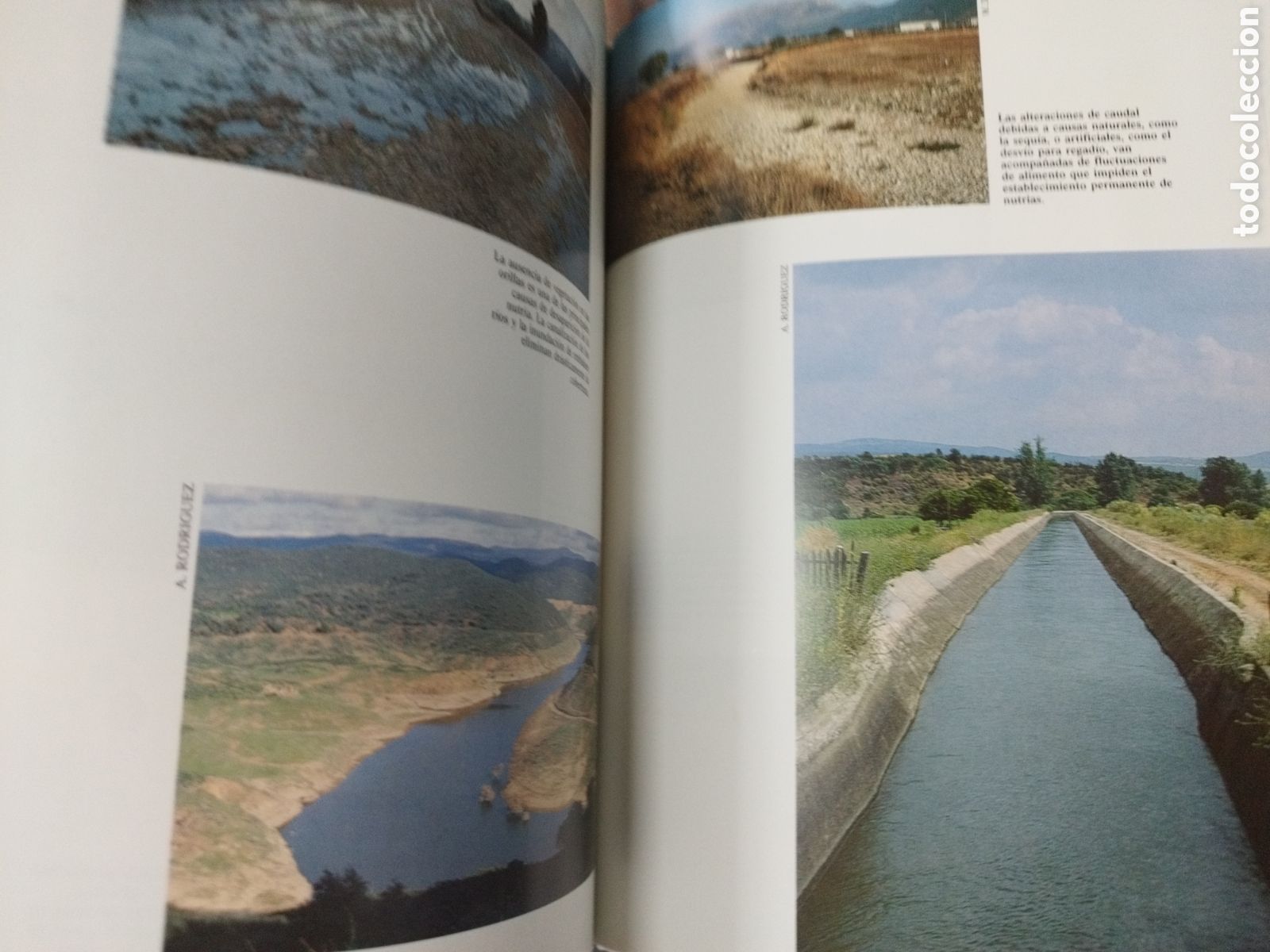 Libros: LA NUTRIA (Lutra Lutra) EN ESPA&Ntilde;A - DELIBES,Miguel (Editor) - Foto 7