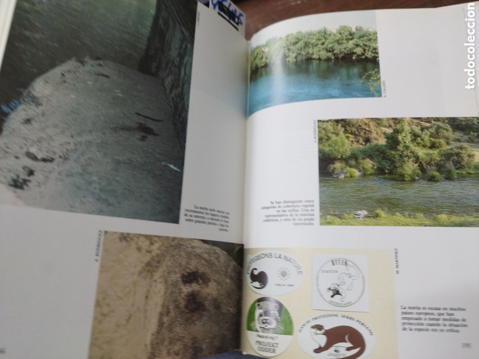 Libros: LA NUTRIA (Lutra Lutra) EN ESPA&Ntilde;A - DELIBES,Miguel (Editor) - Foto 8