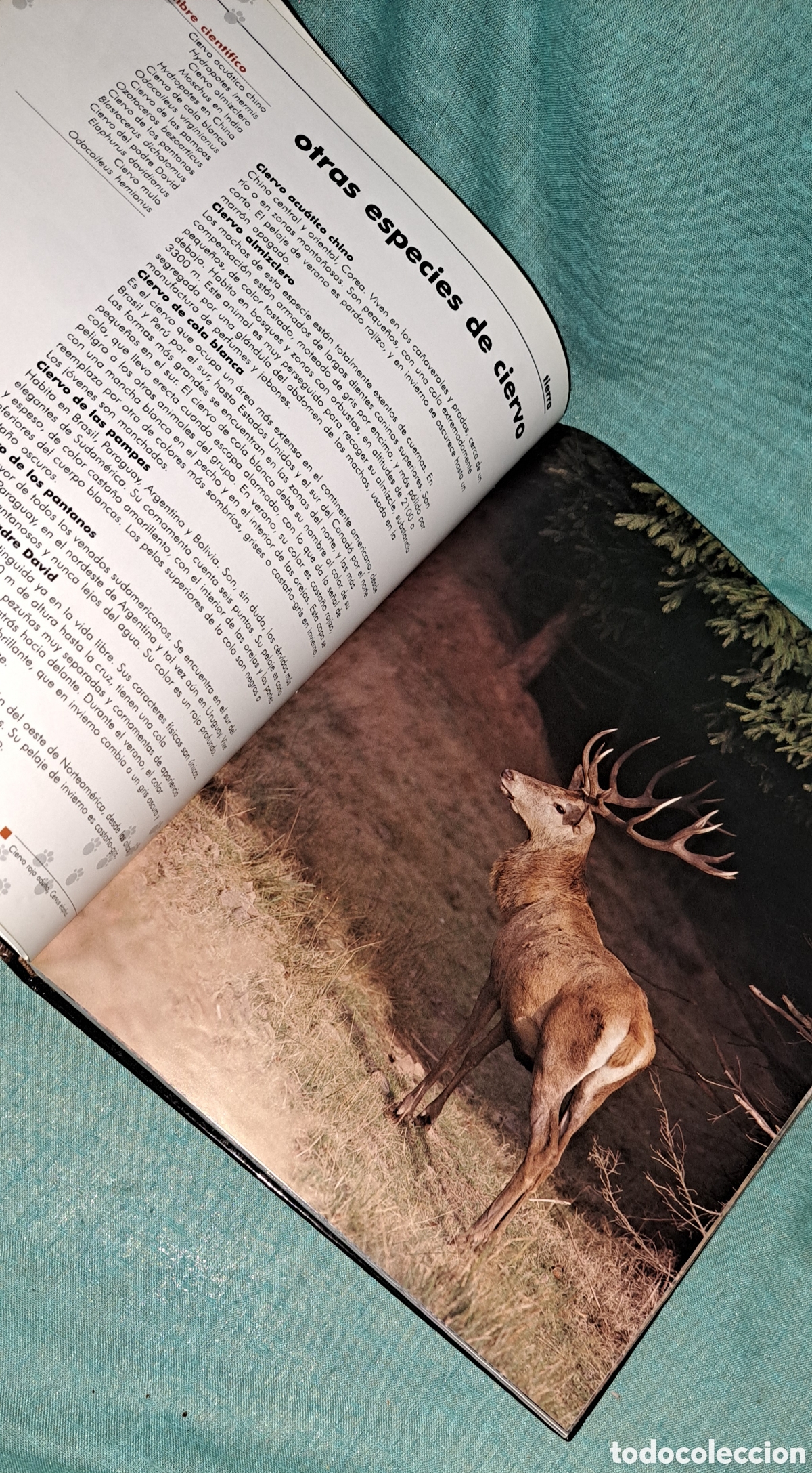 Libros: EL LIBRO DE LOS ANIMALES, NAUTA, 2004 - Foto 6