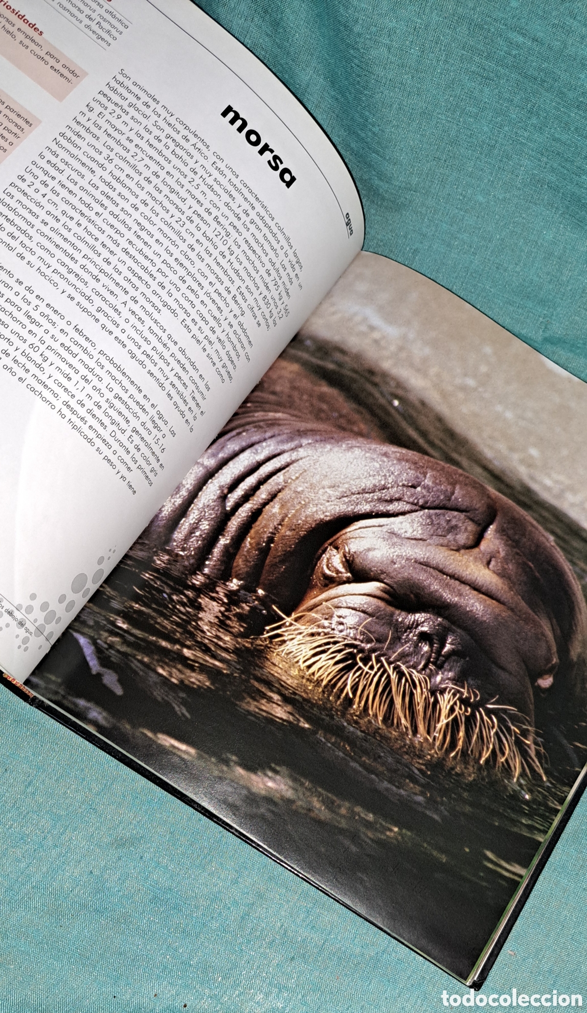 Libros: EL LIBRO DE LOS ANIMALES, NAUTA, 2004 - Foto 8