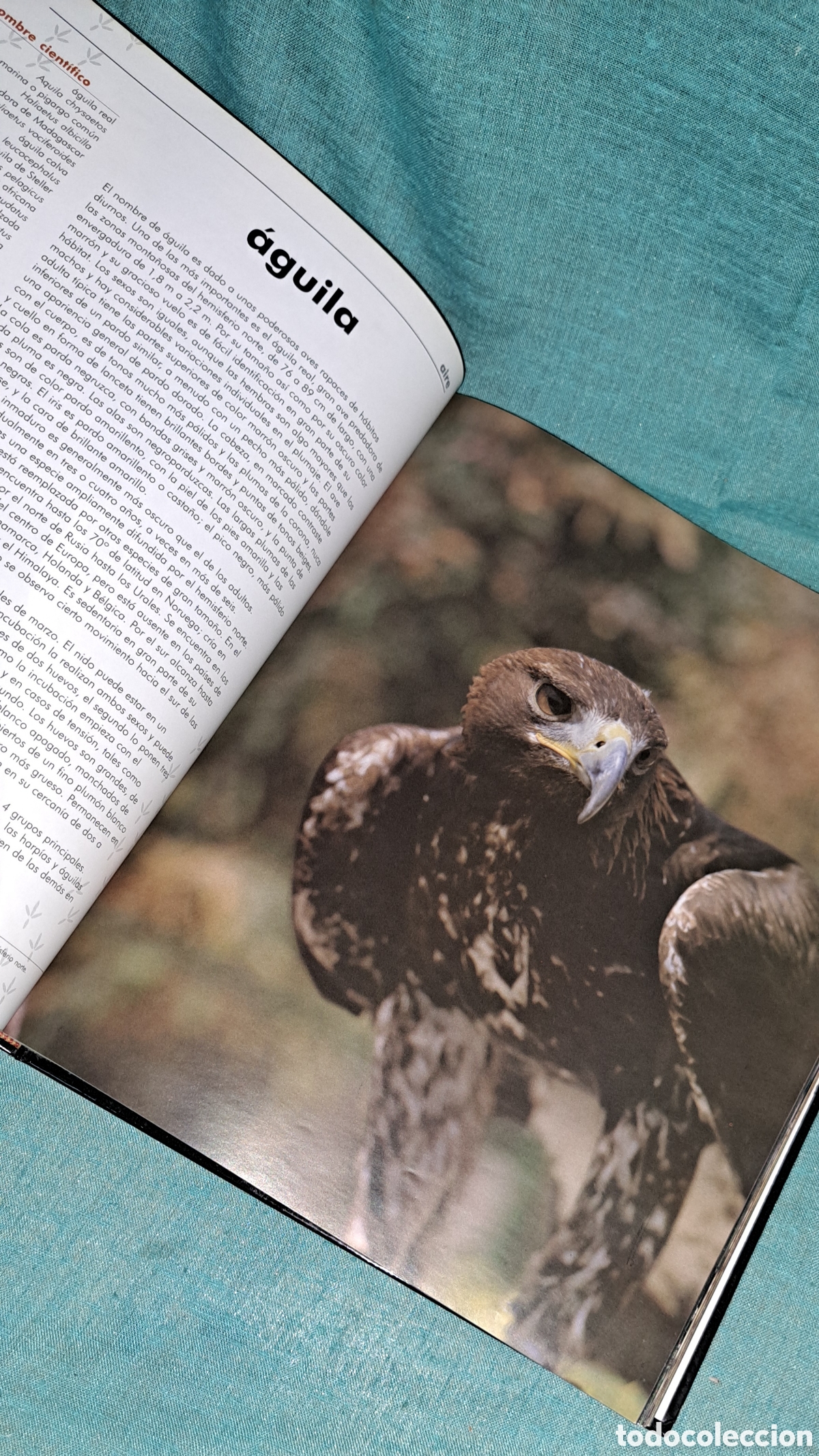 Libros: EL LIBRO DE LOS ANIMALES, NAUTA, 2004 - Foto 9